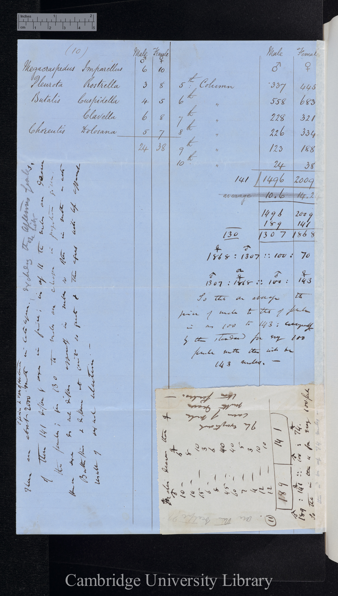 Rhopalocera / Heterocera [numbers of males and females, table]