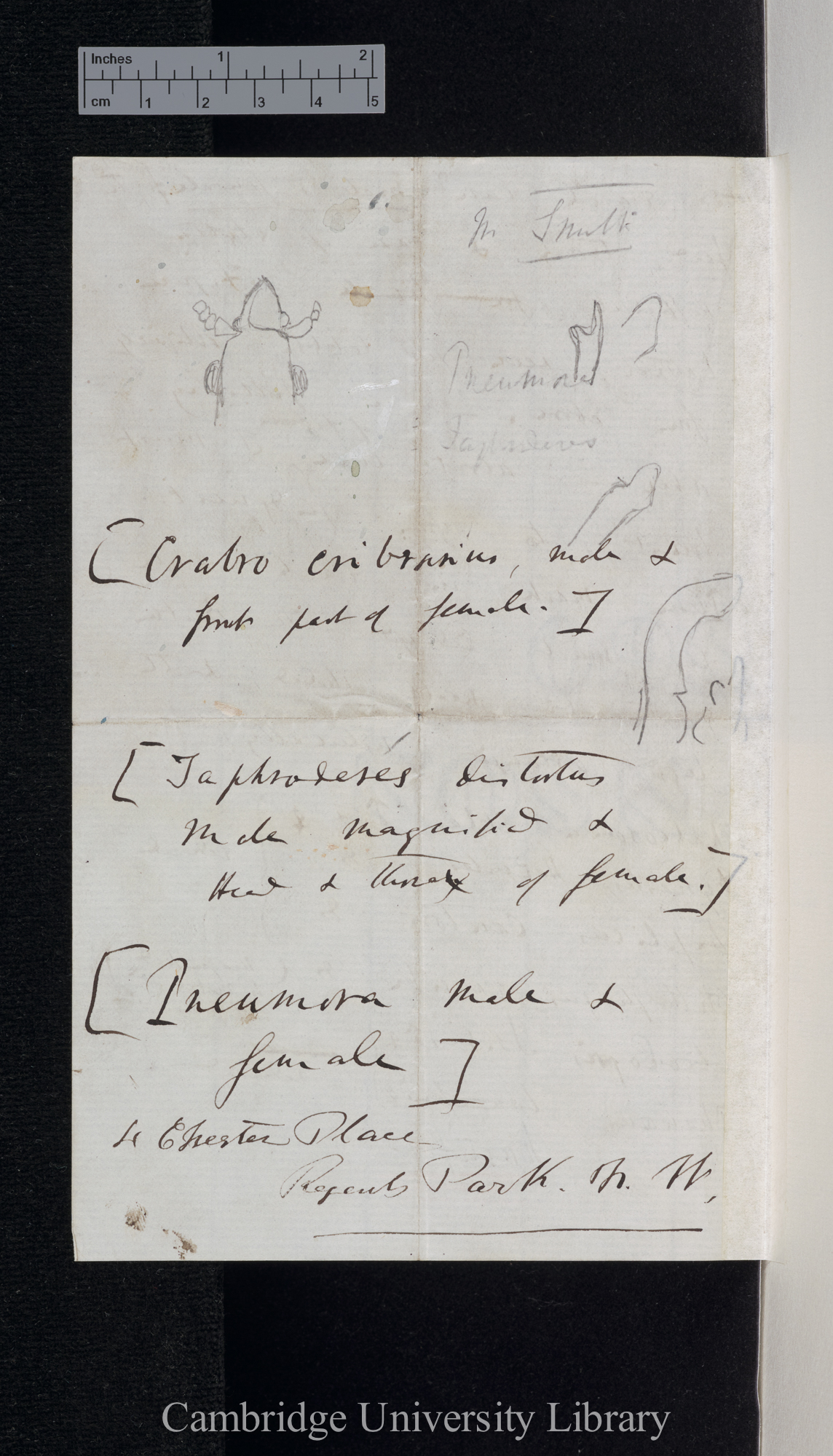 Charles Robert Darwin to [Edgar Albert Smith]