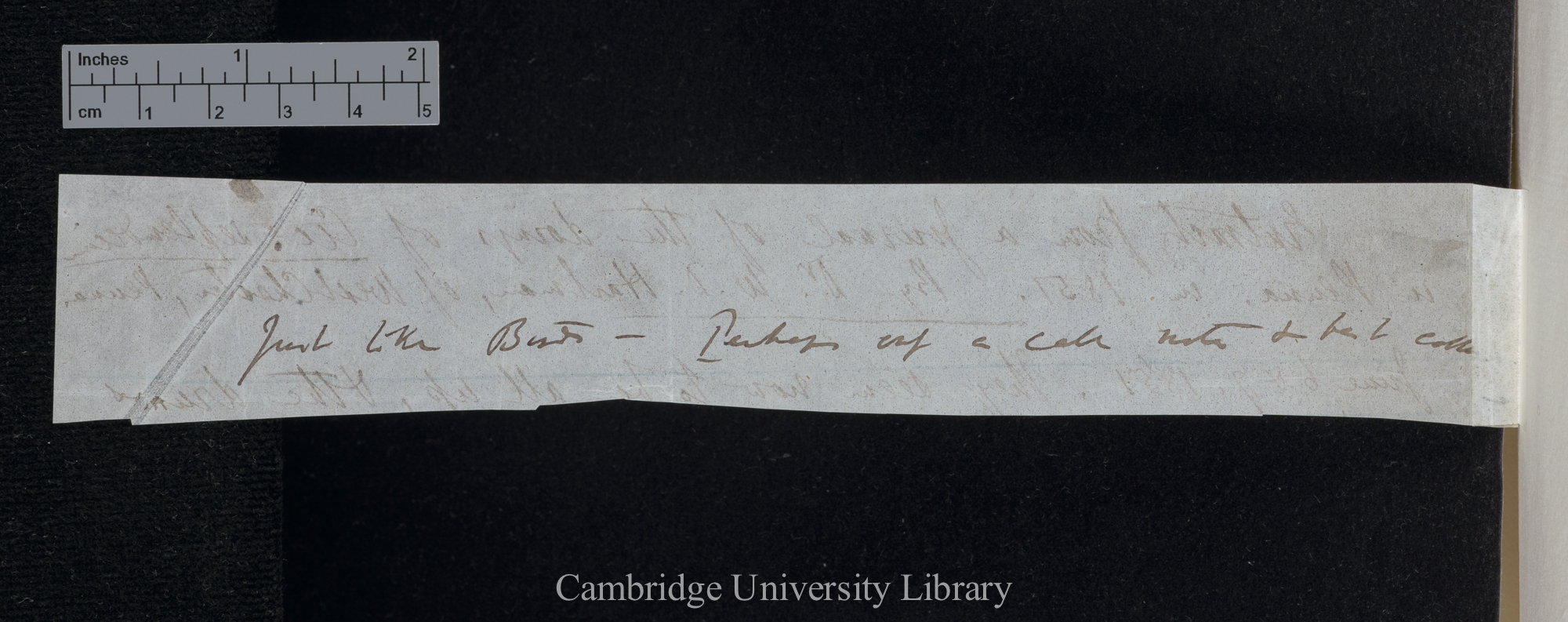 [Benjamin Dann Walsh] to Charles Robert Darwin