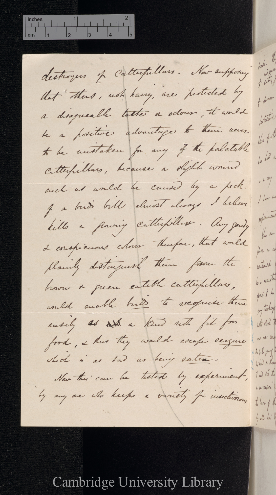 Alfred Russel Wallace to Charles Robert Darwin