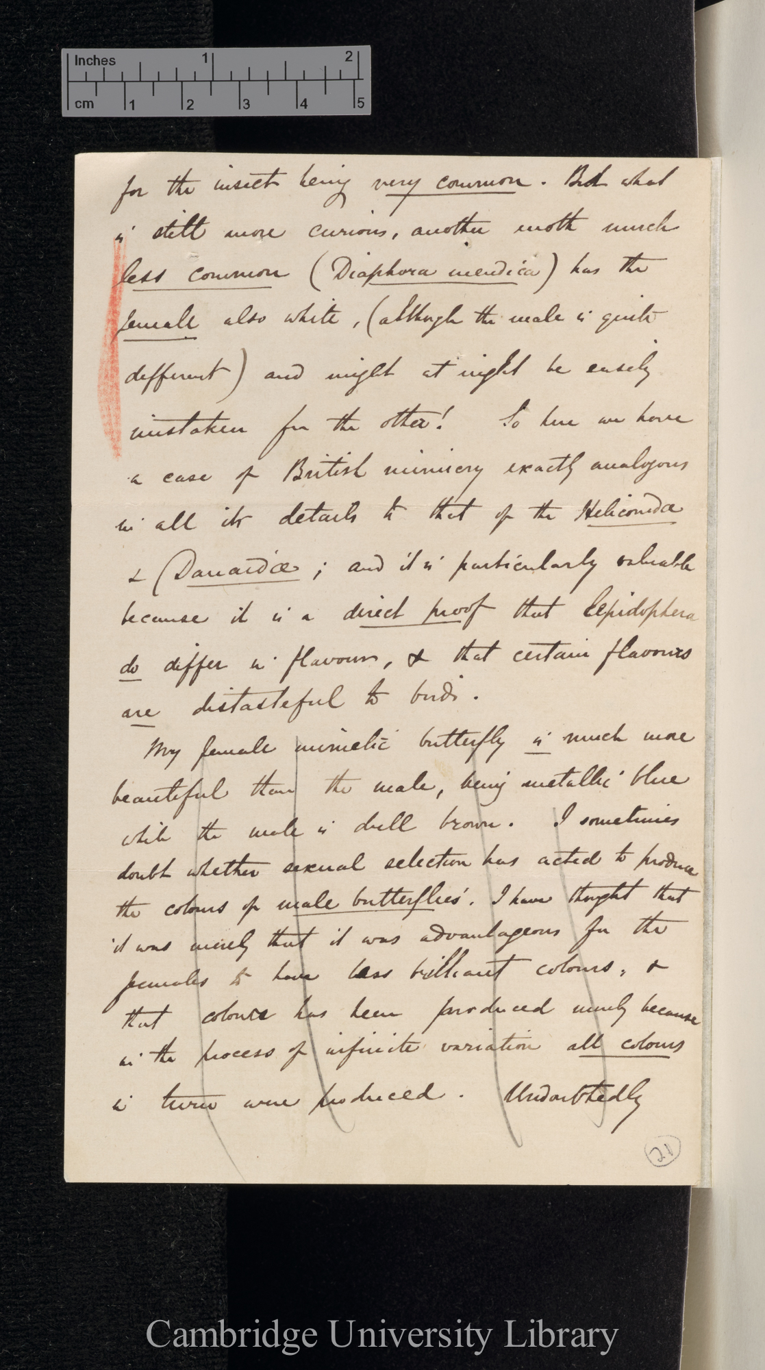 Alfred Russel Wallace to Charles Robert Darwin