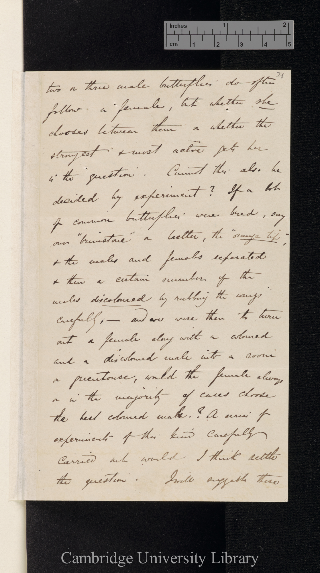 Alfred Russel Wallace to Charles Robert Darwin