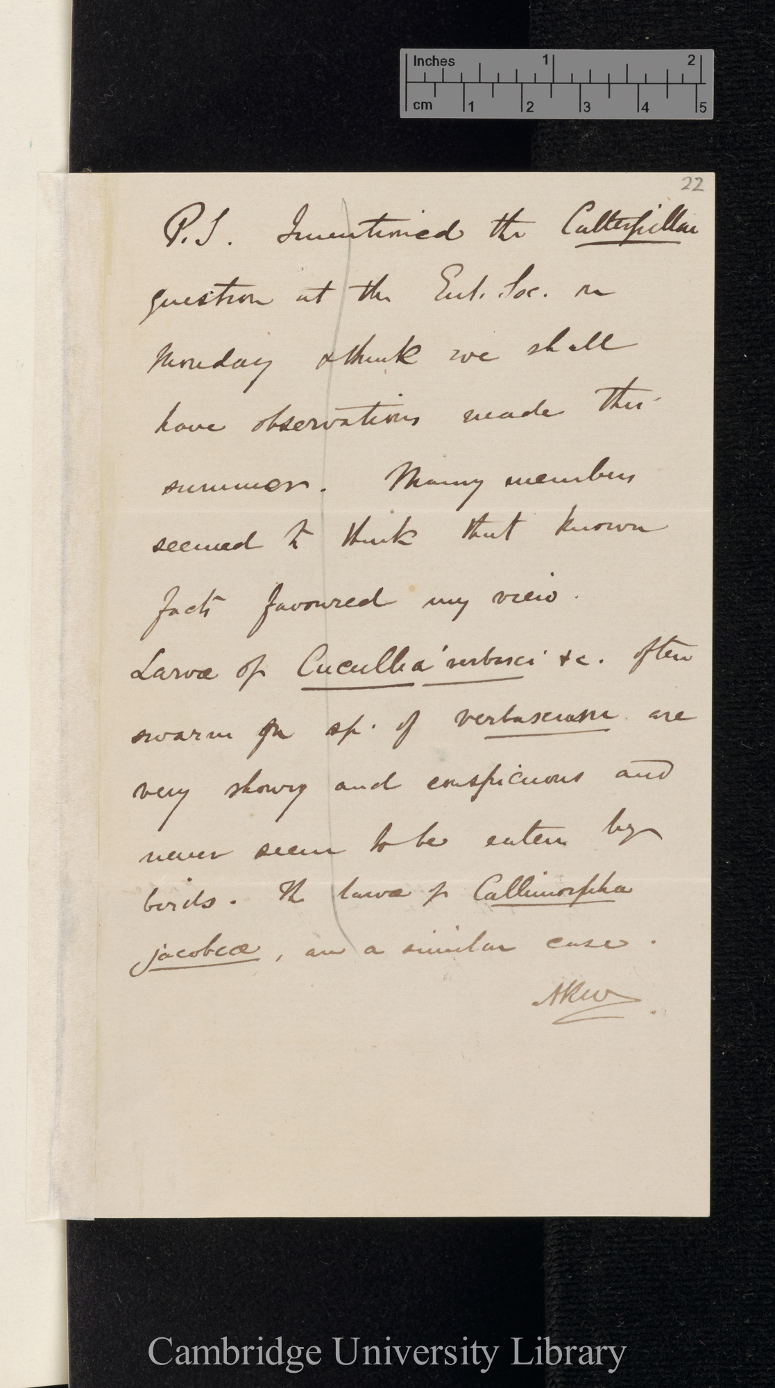 Alfred Russel Wallace to Charles Robert Darwin