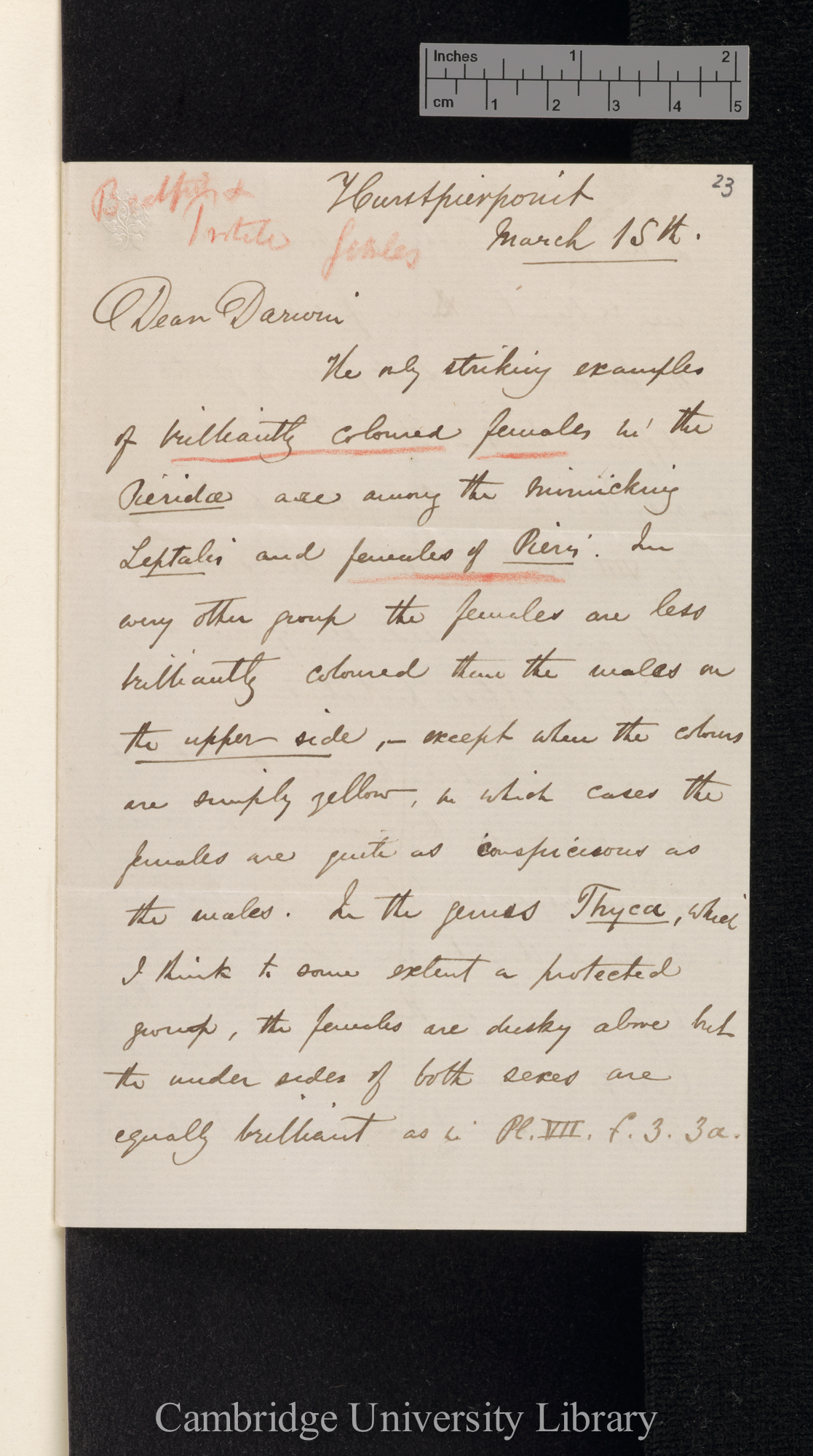 Alfred Russel Wallace to Charles Robert Darwin