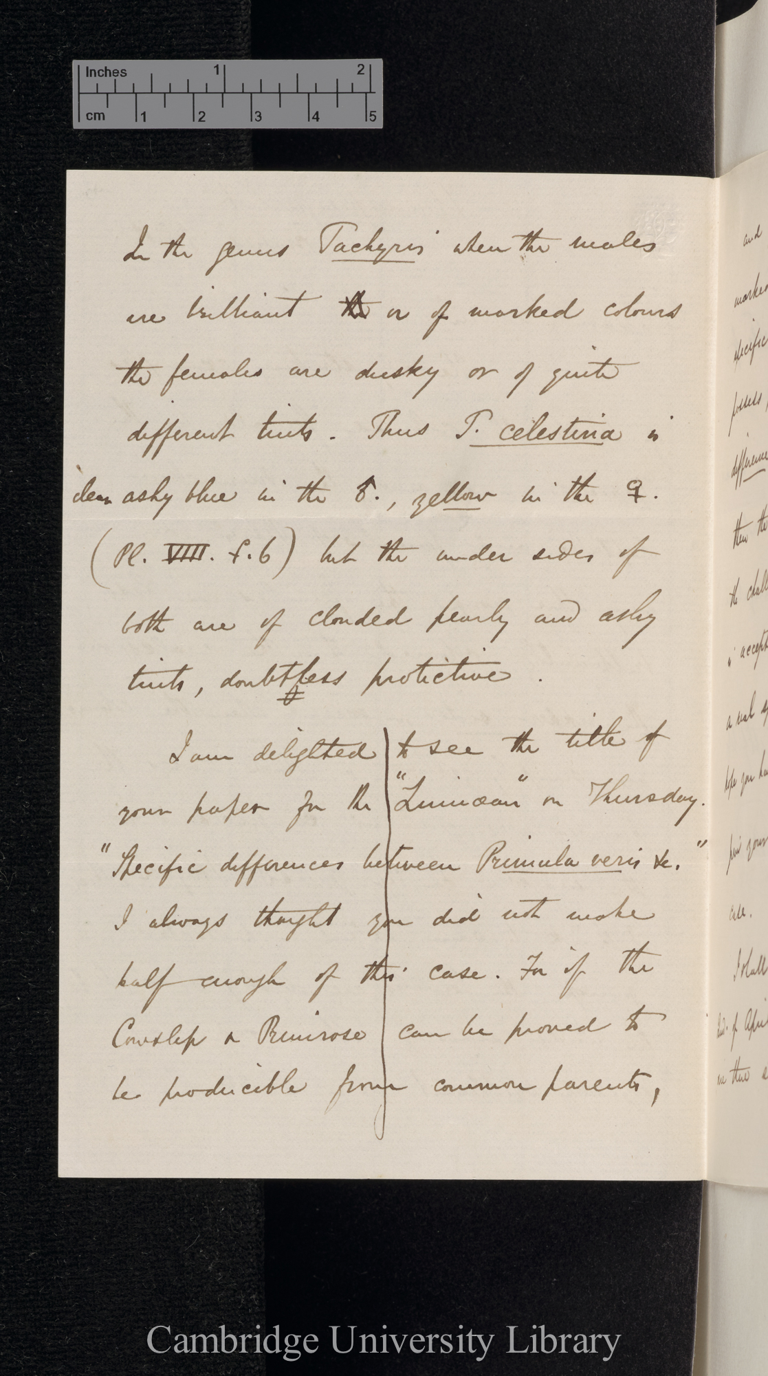 Alfred Russel Wallace to Charles Robert Darwin