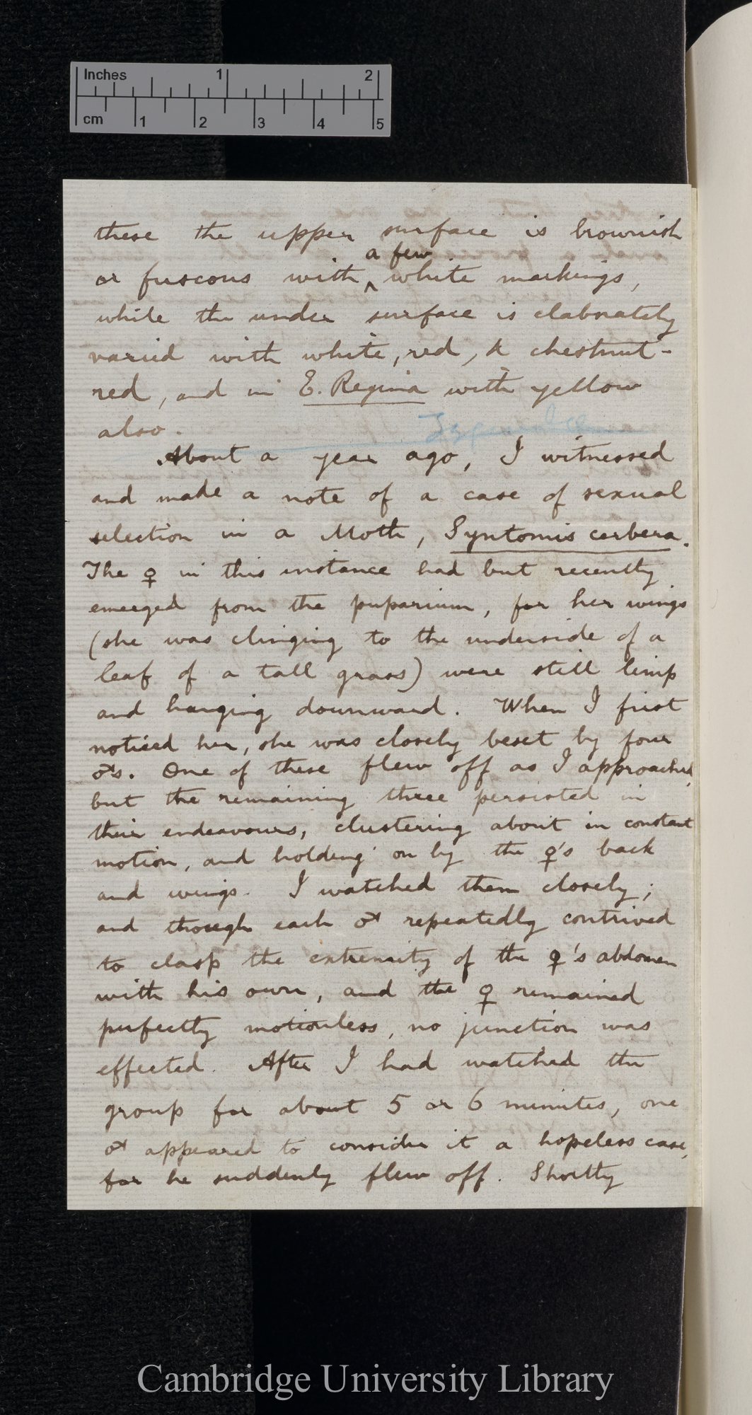 Roland Trimen to Charles Robert Darwin