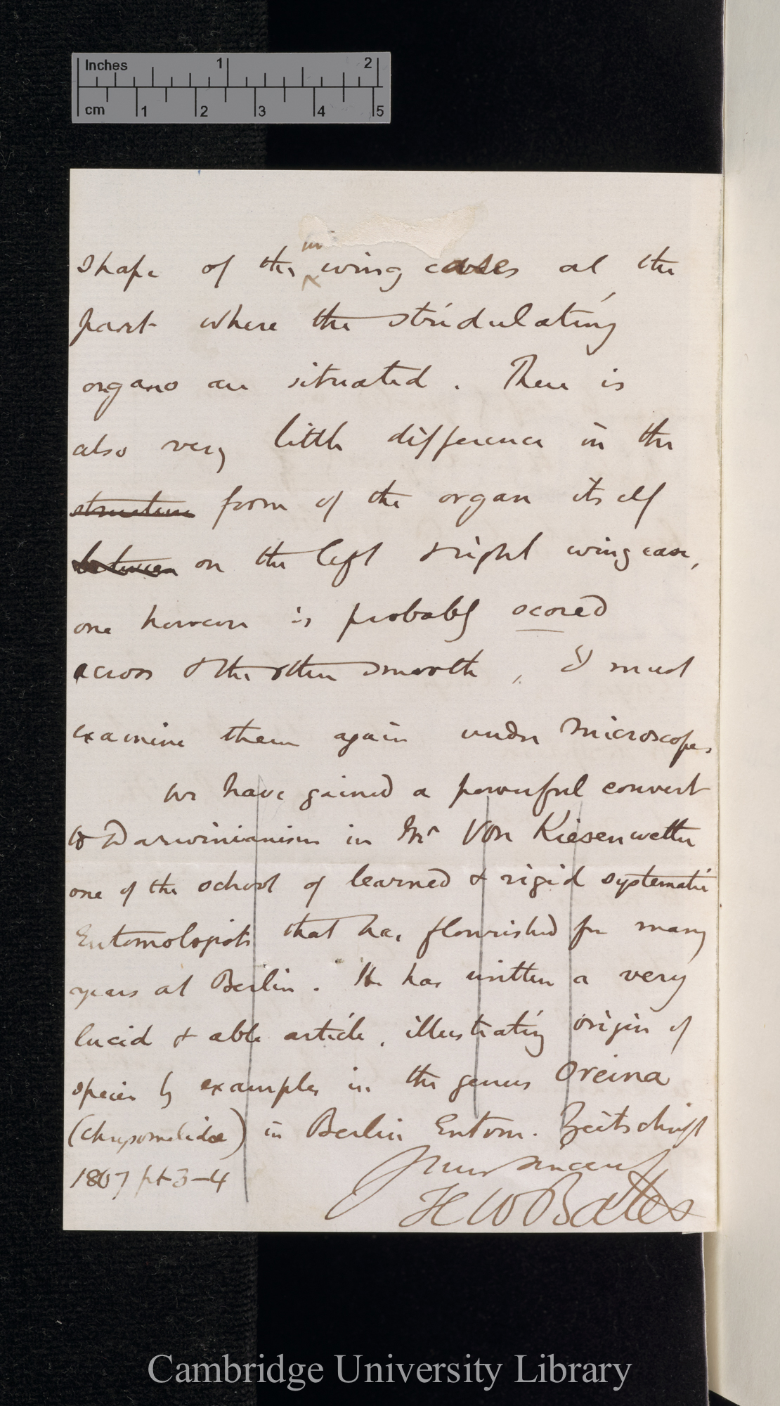 Henry Walter Bates to Charles Robert Darwin