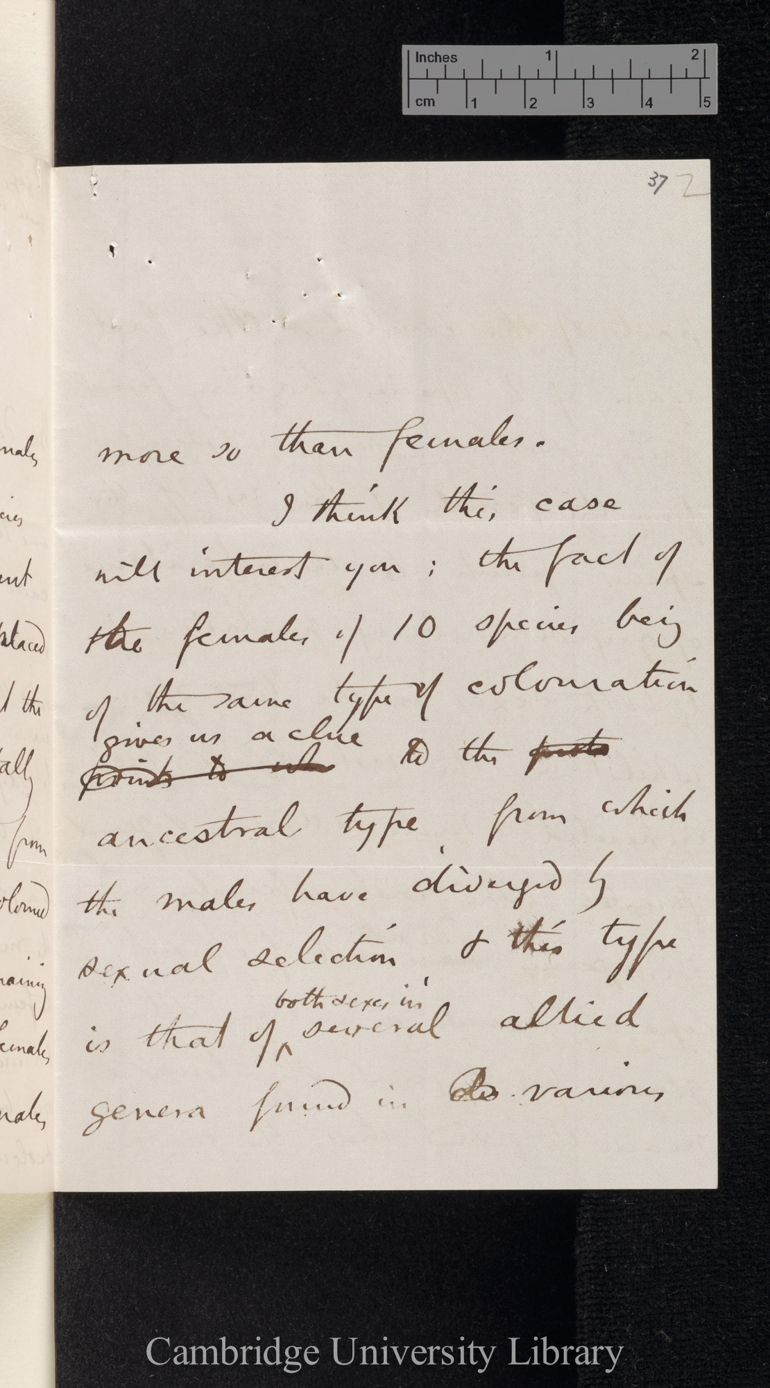 Henry Walter Bates to Charles Robert Darwin