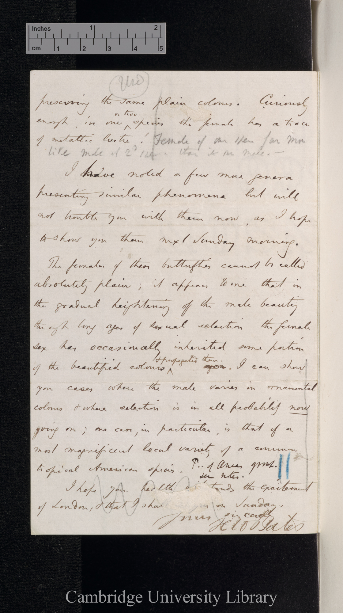 Henry Walter Bates to Charles Robert Darwin