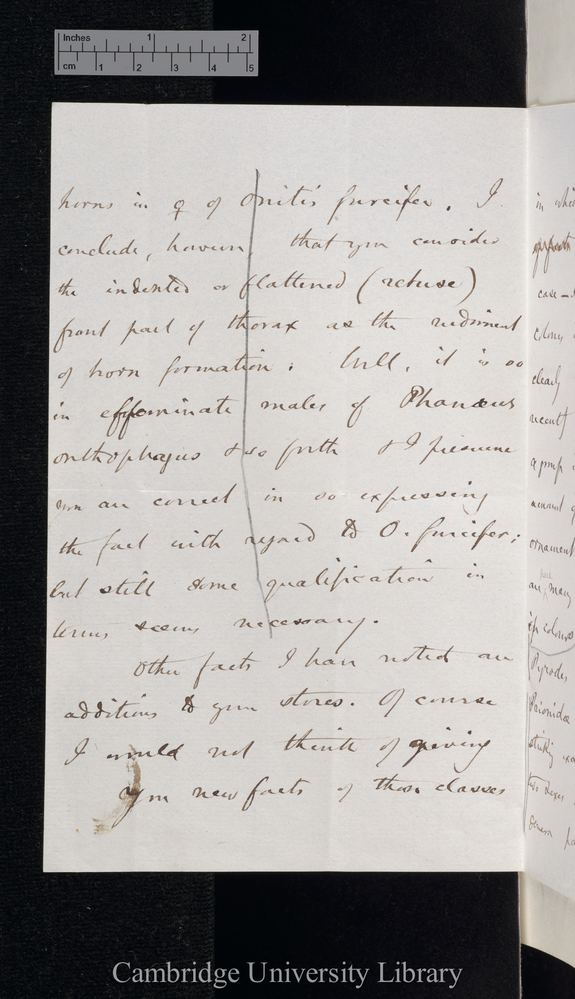 Henry Walter Bates to Charles Robert Darwin