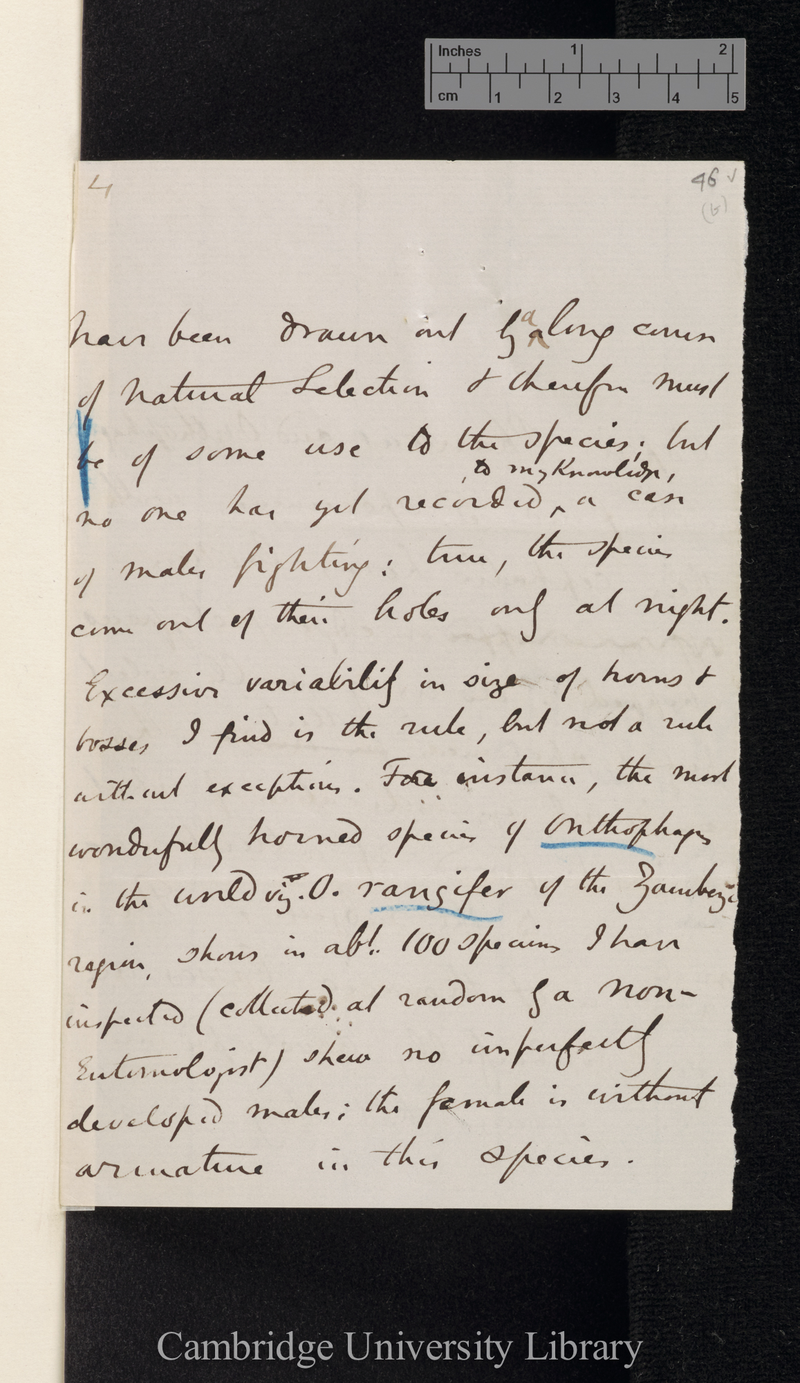 Henry Walter Bates to Charles Robert Darwin