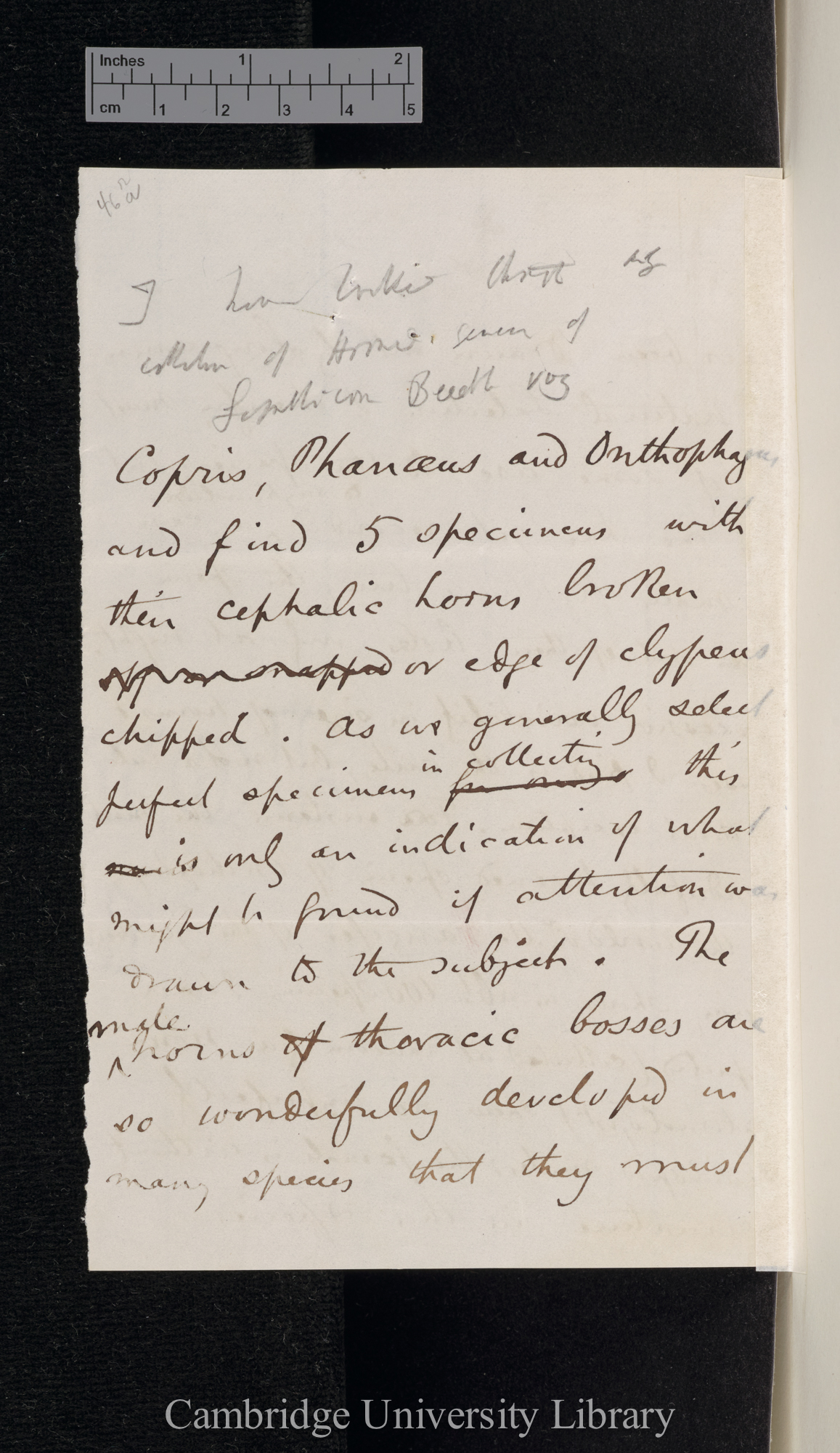 Henry Walter Bates to Charles Robert Darwin