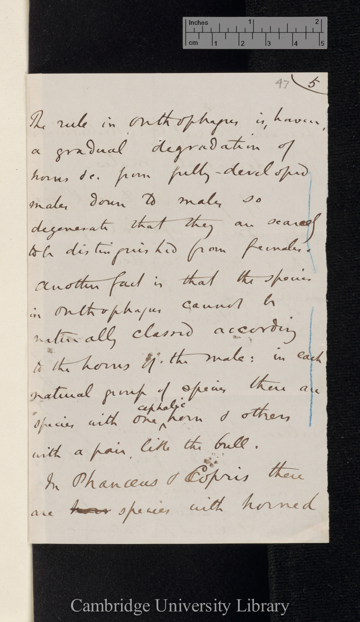 Henry Walter Bates to Charles Robert Darwin