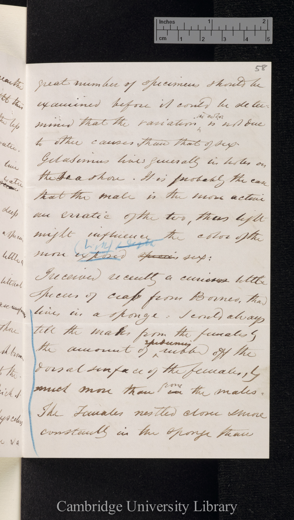 Charles Spence Bate to Charles Robert Darwin