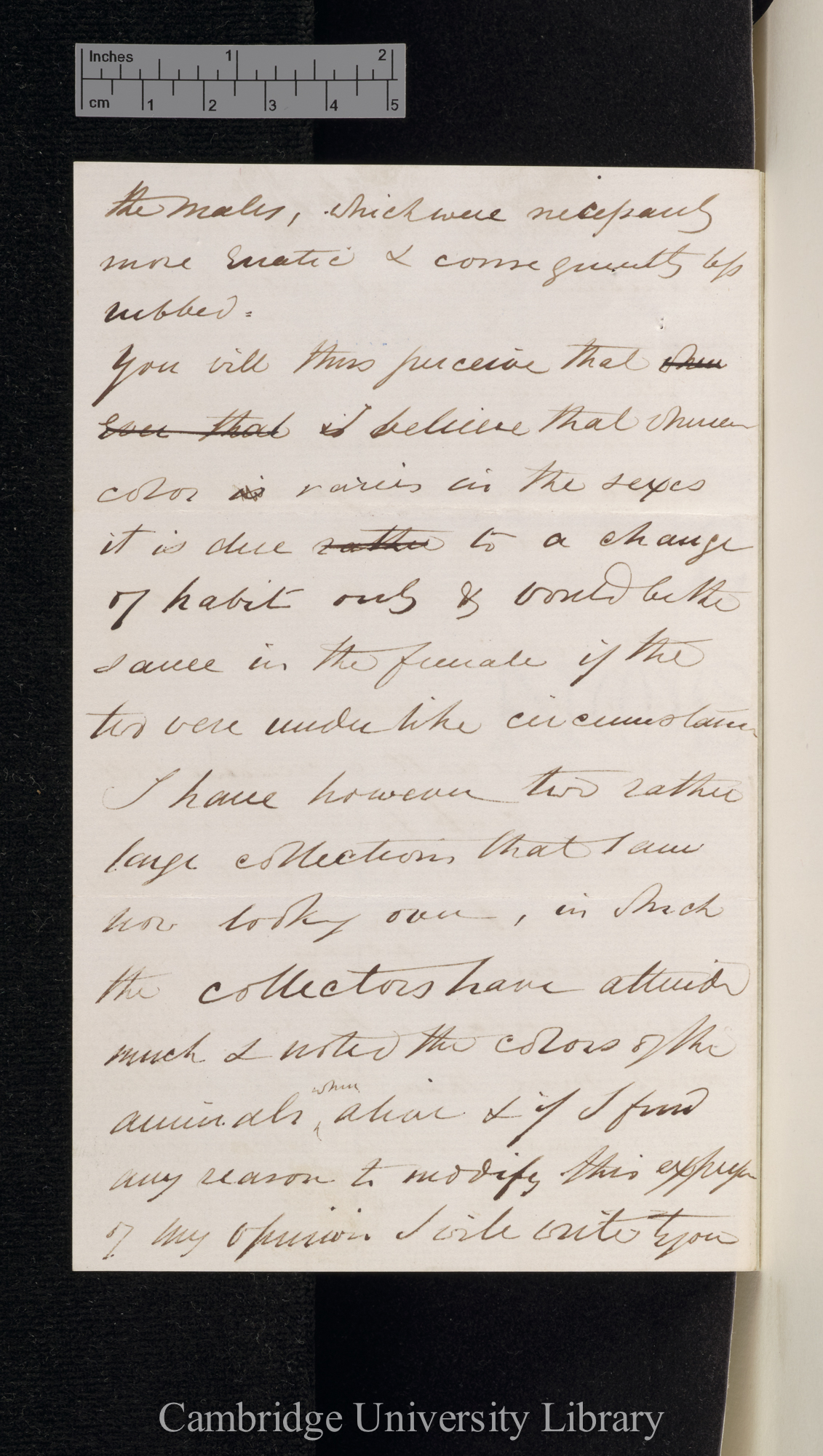 Charles Spence Bate to Charles Robert Darwin