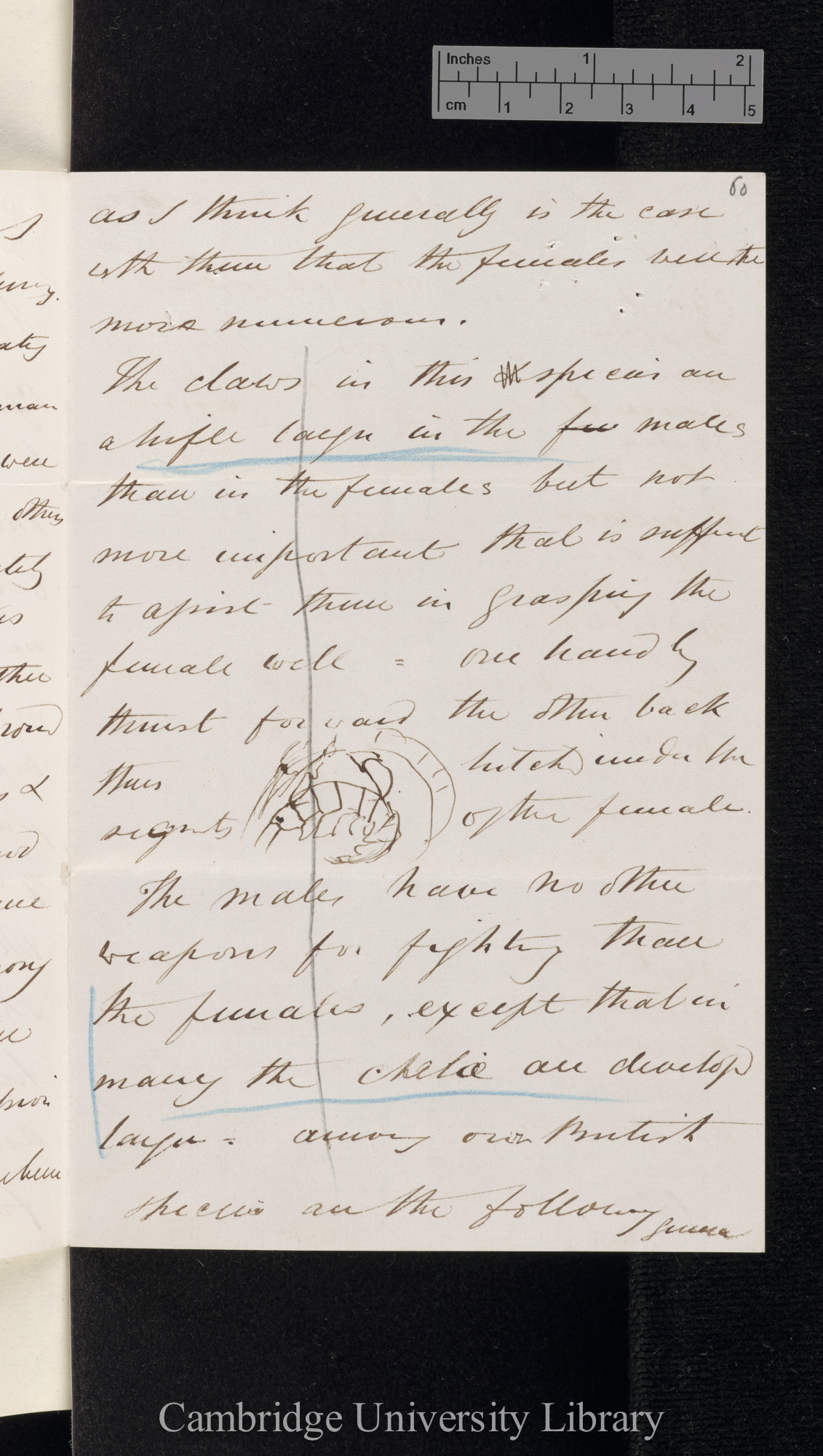 Charles Spence Bate to Charles Robert Darwin