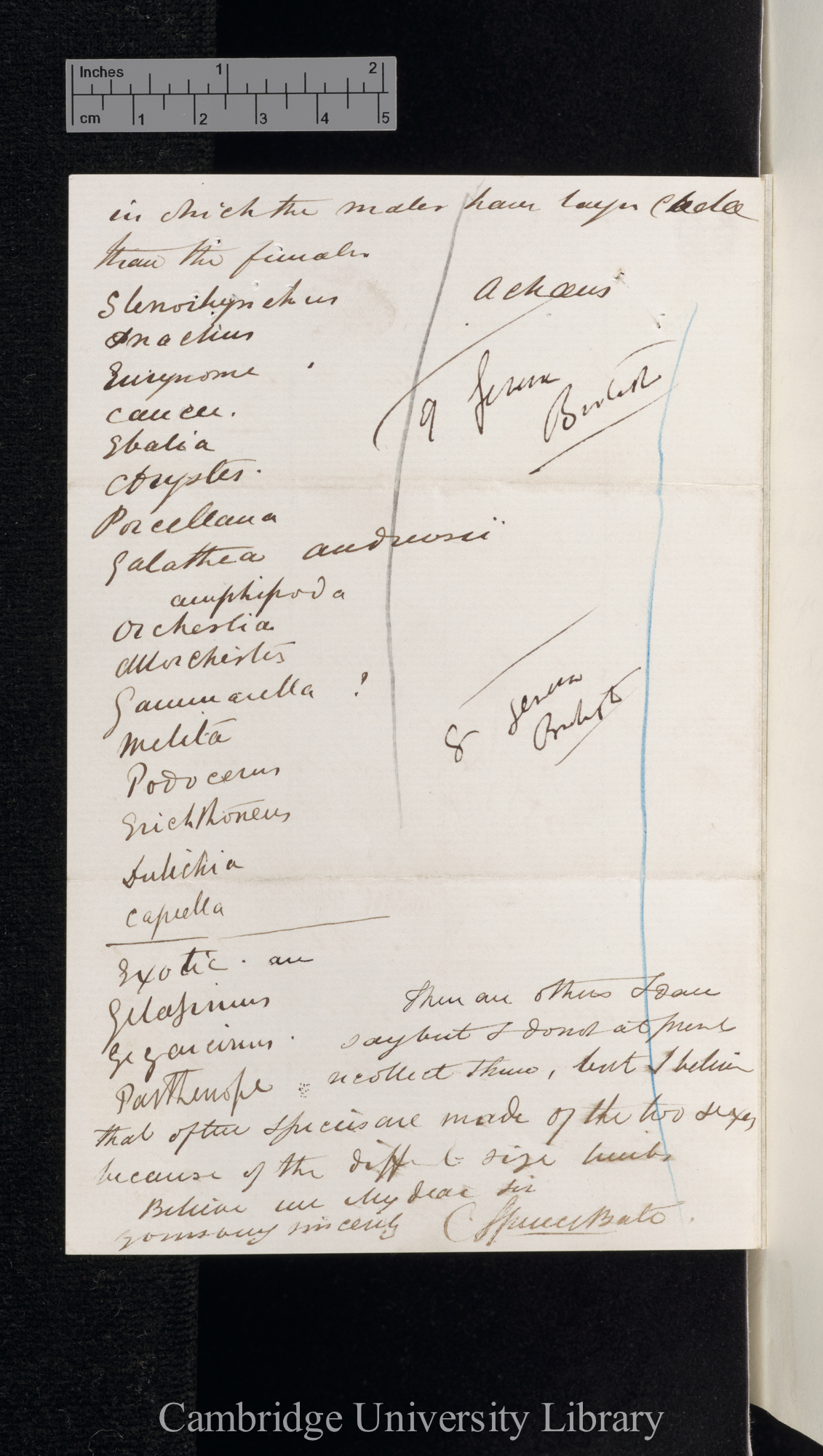 Charles Spence Bate to Charles Robert Darwin