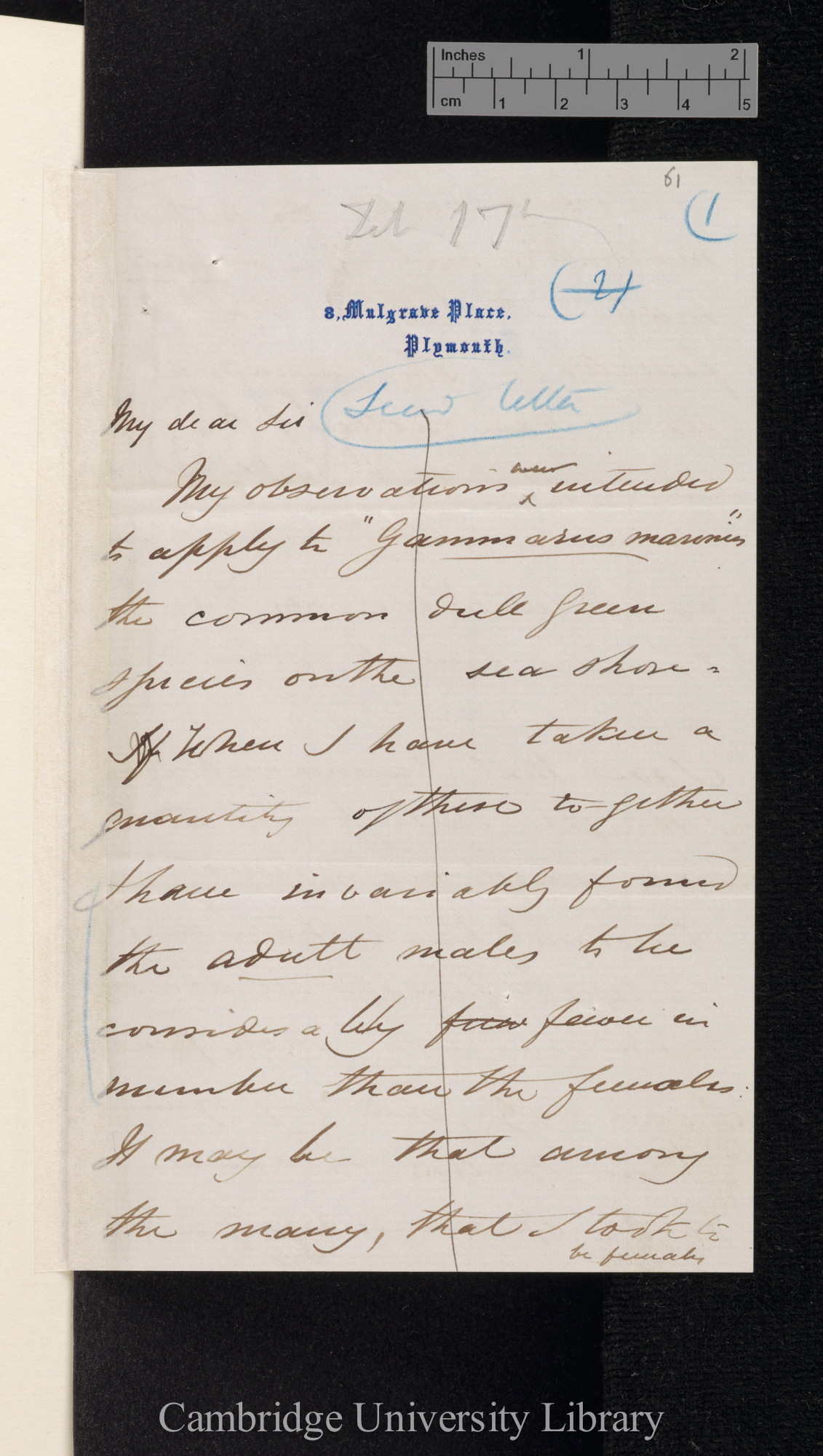 Charles Spence Bate to Charles Robert Darwin