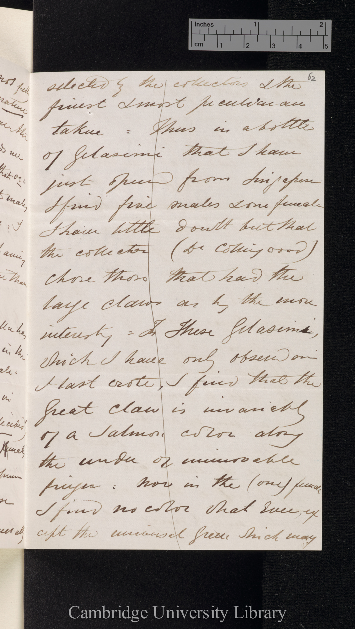 Charles Spence Bate to Charles Robert Darwin