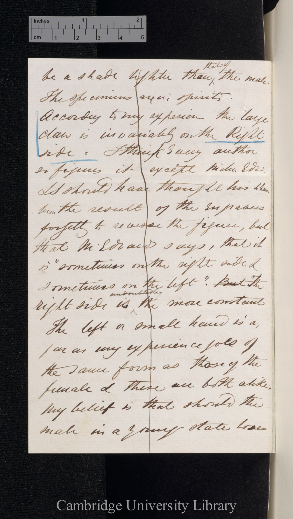 Charles Spence Bate to Charles Robert Darwin