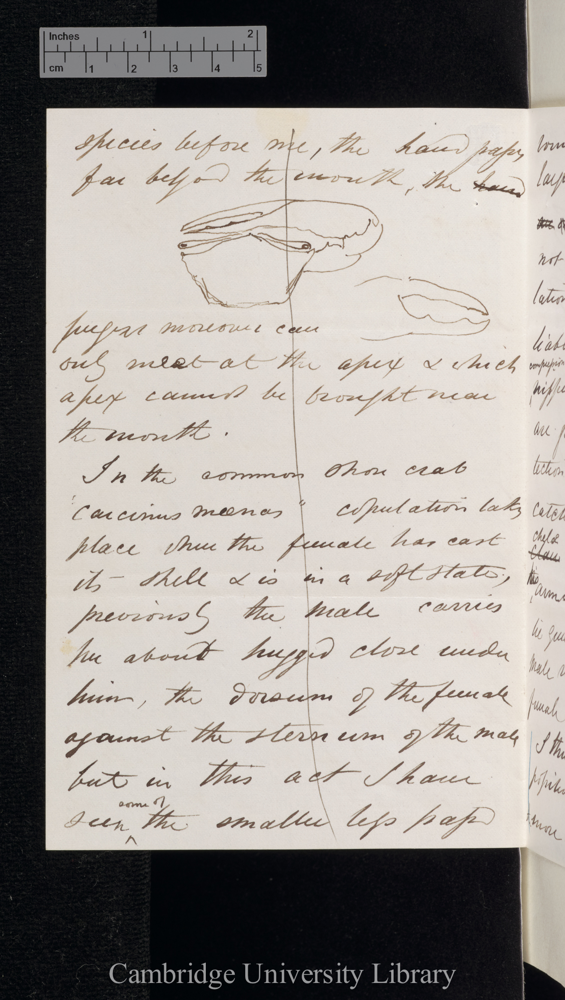 Charles Spence Bate to Charles Robert Darwin