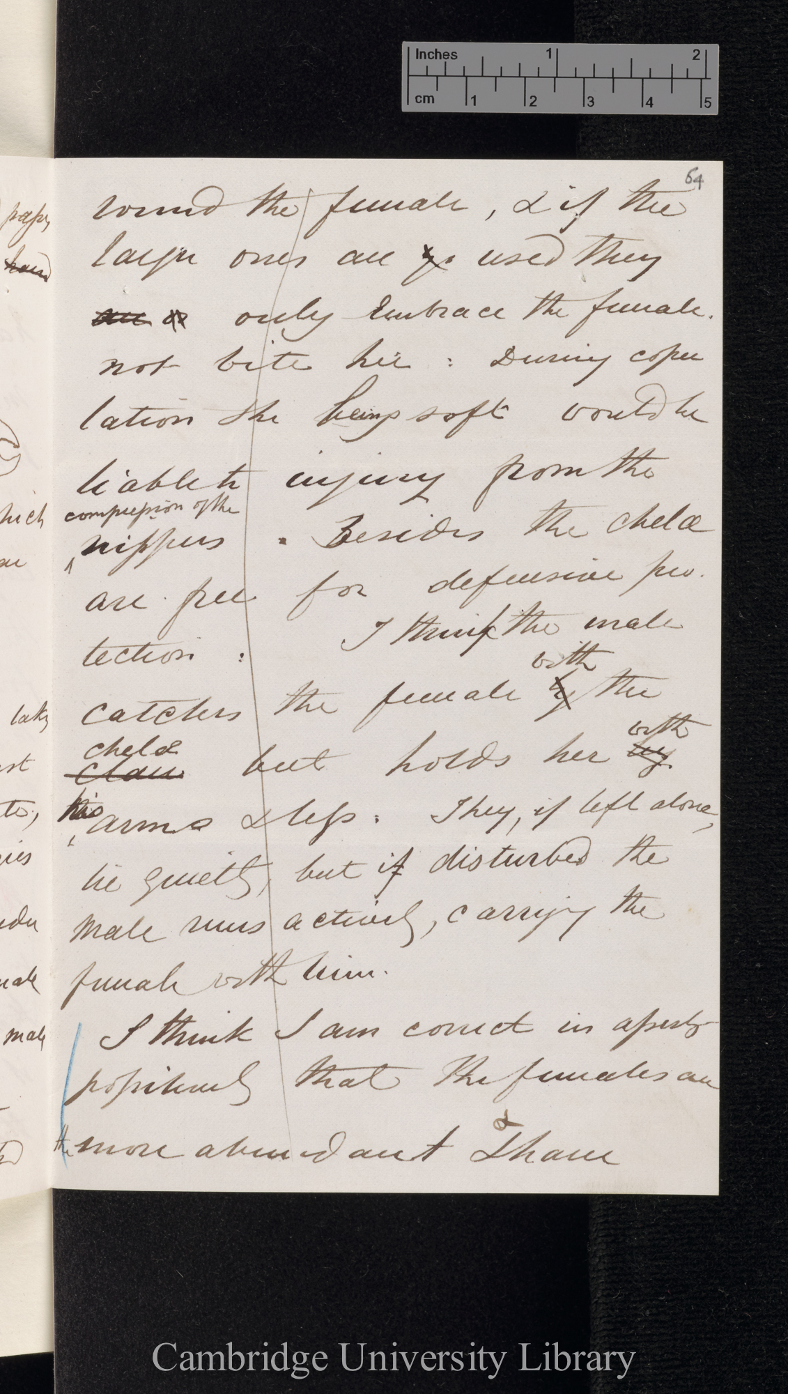 Charles Spence Bate to Charles Robert Darwin