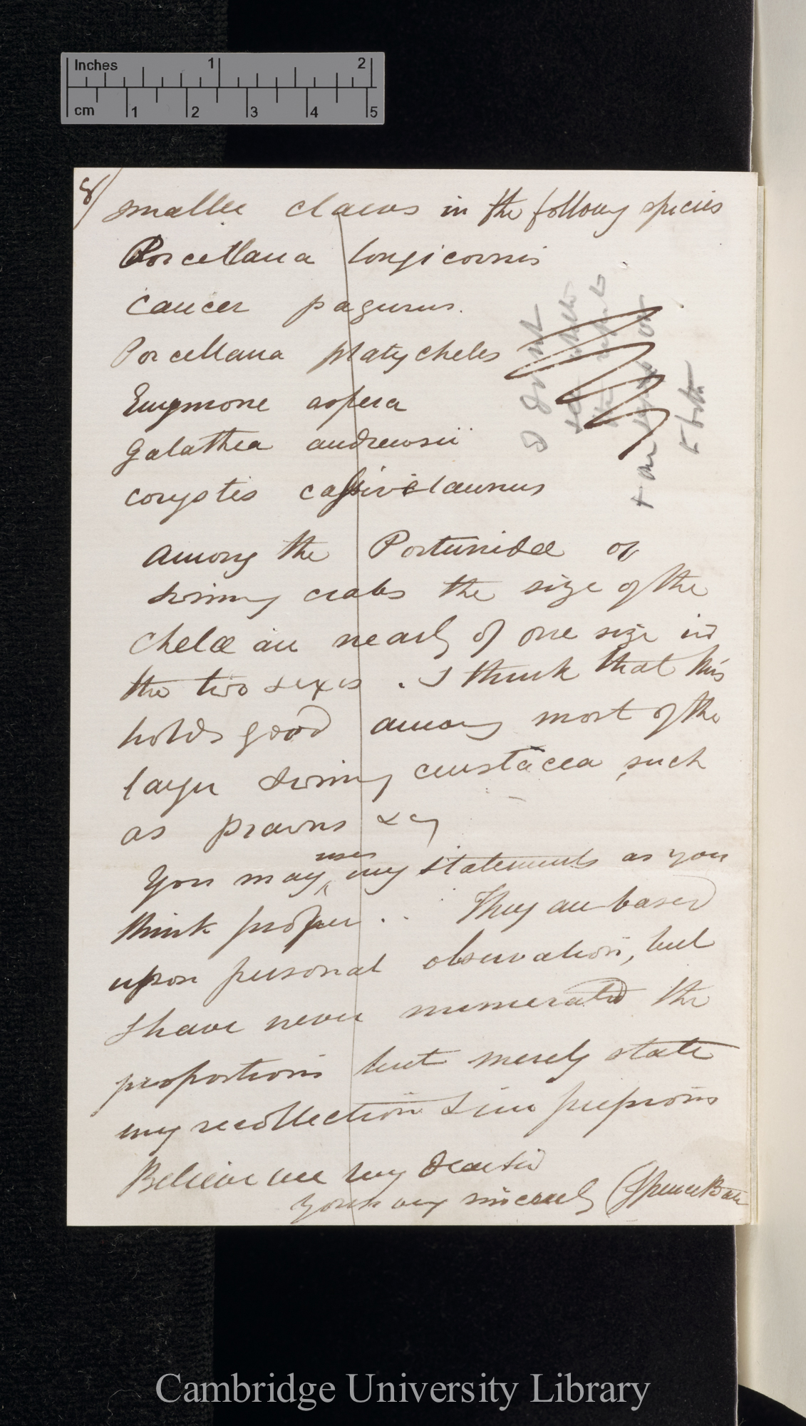 Charles Spence Bate to Charles Robert Darwin