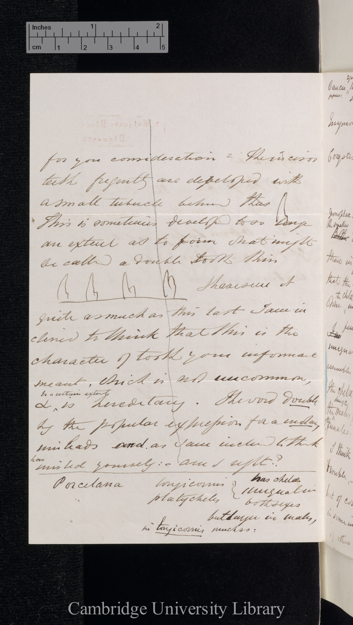 Charles Spence Bate to Charles Robert Darwin