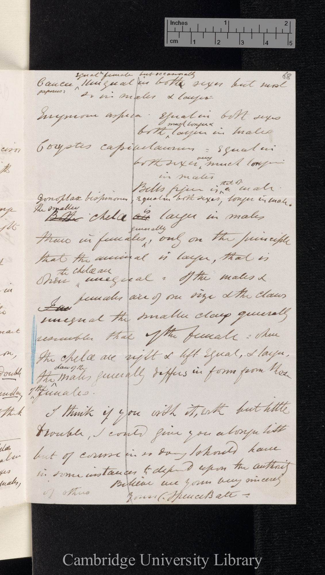 Charles Spence Bate to Charles Robert Darwin