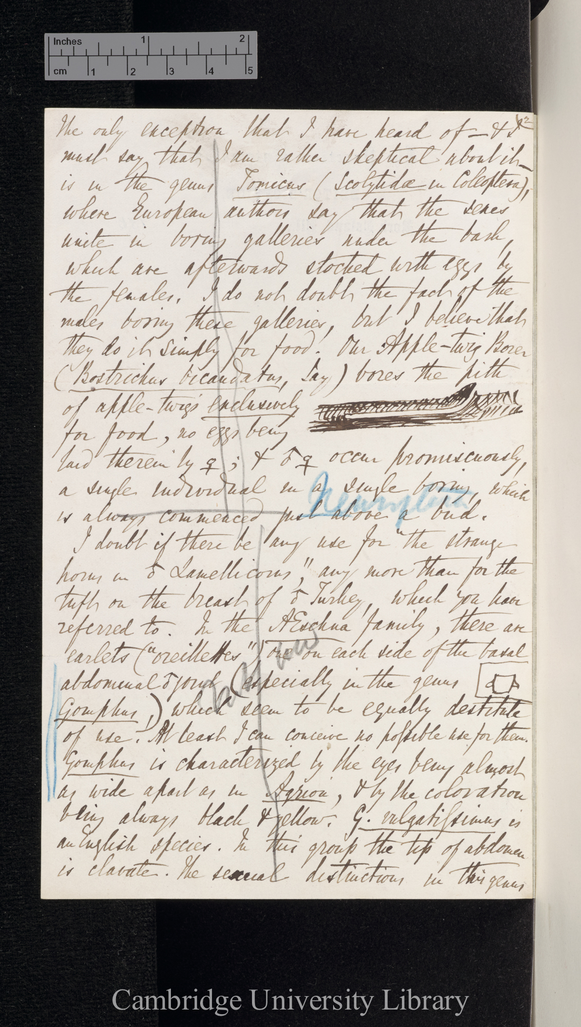 Benjamin Dann Walsh to Charles Robert Darwin