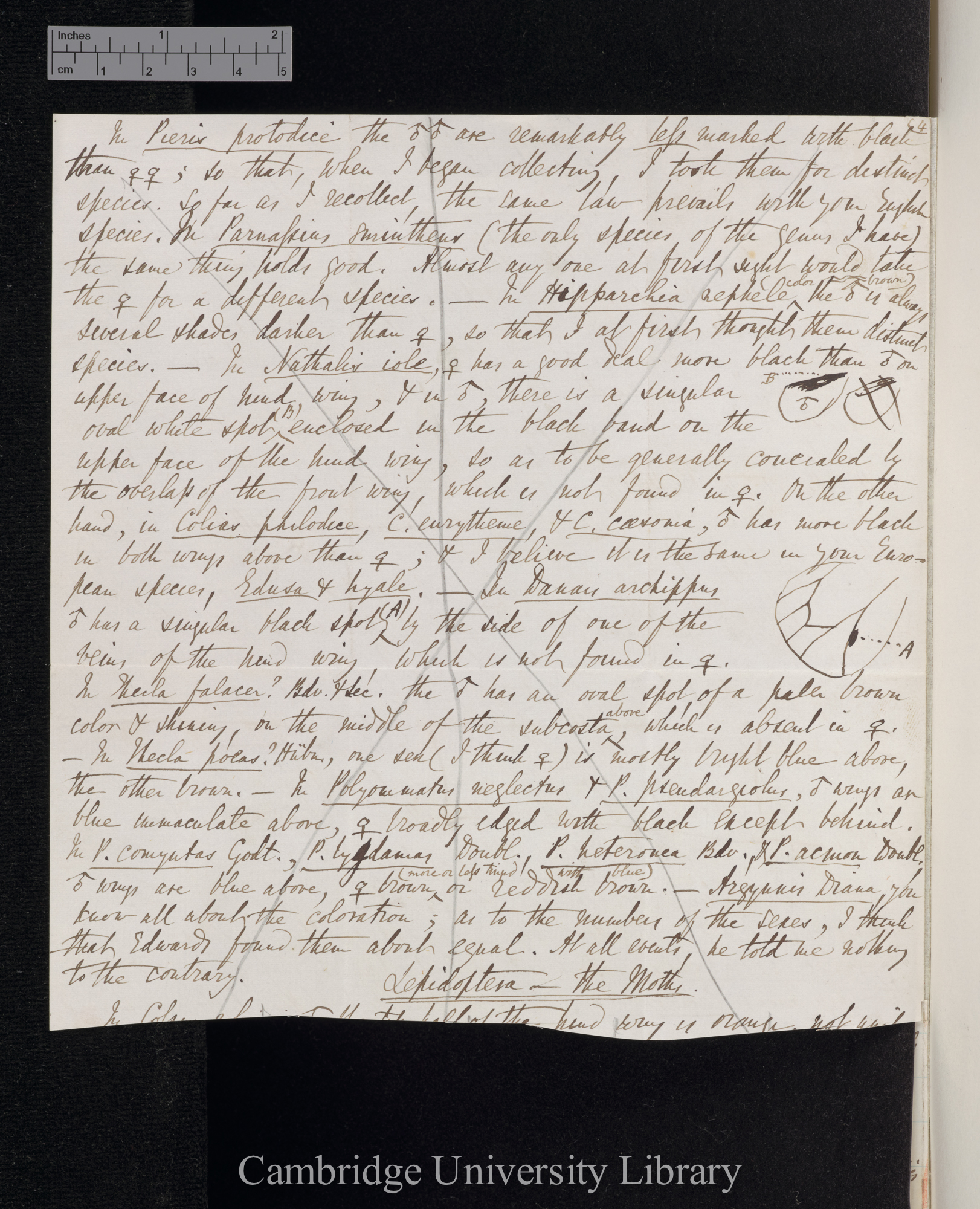 Benjamin Dann Walsh to Charles Robert Darwin