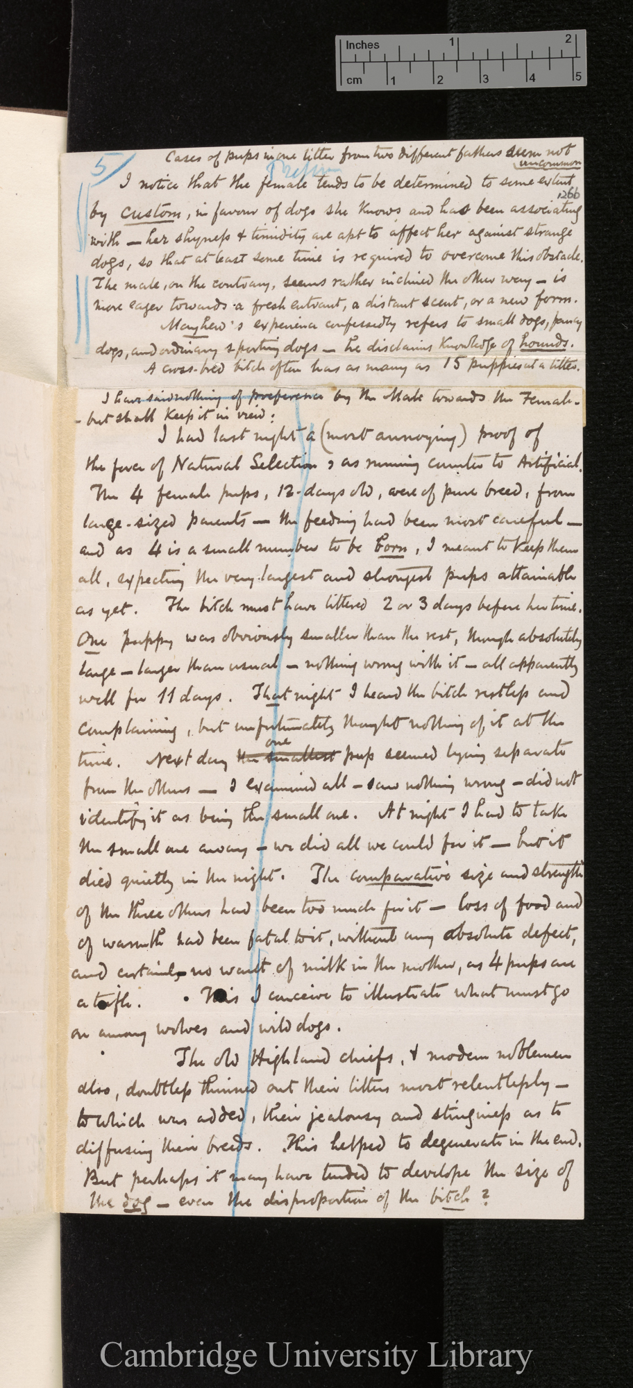 George Cupples to Charles Robert Darwin [enclosure]