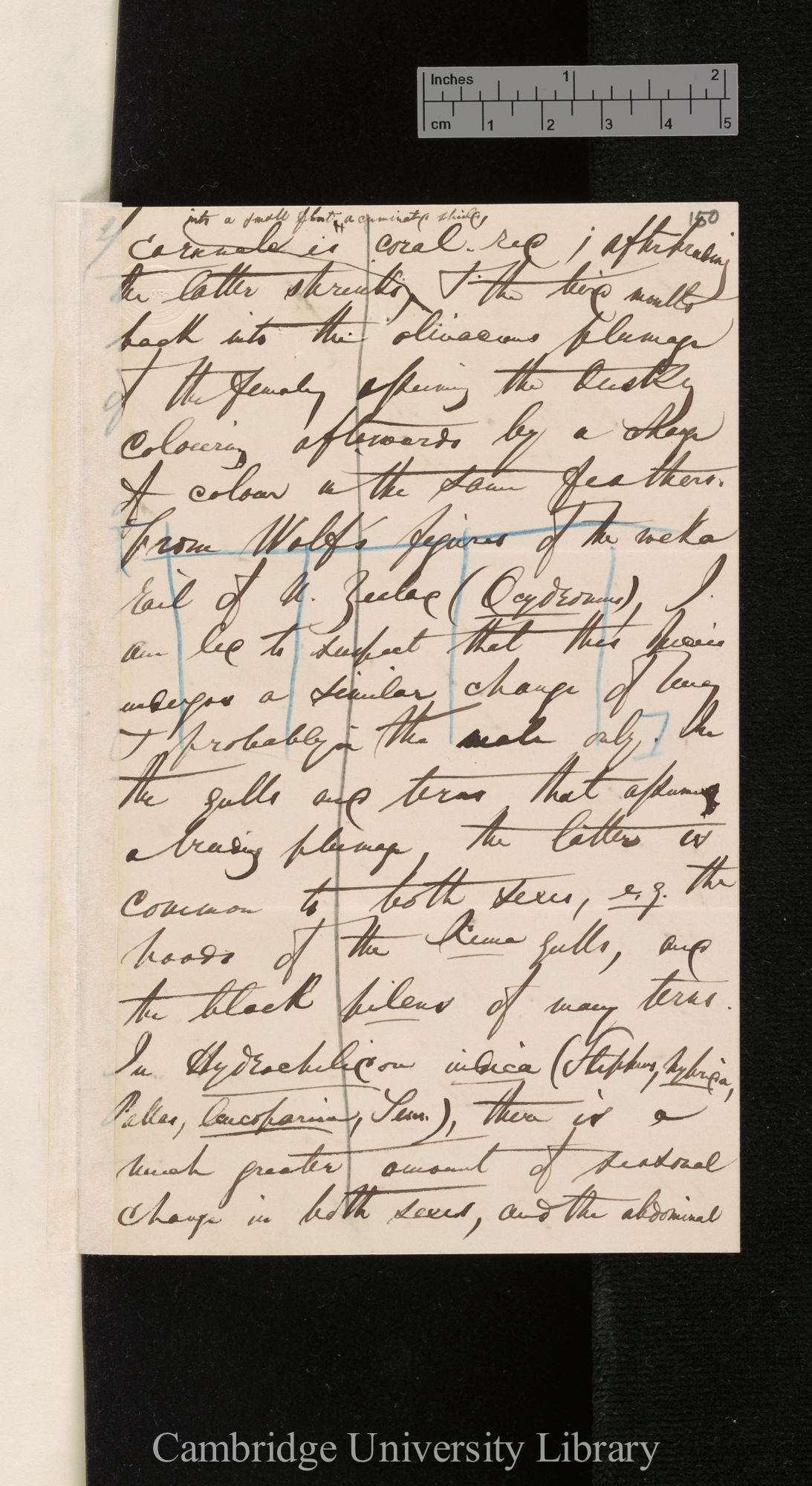 [Edward Blyth] to Charles Robert Darwin