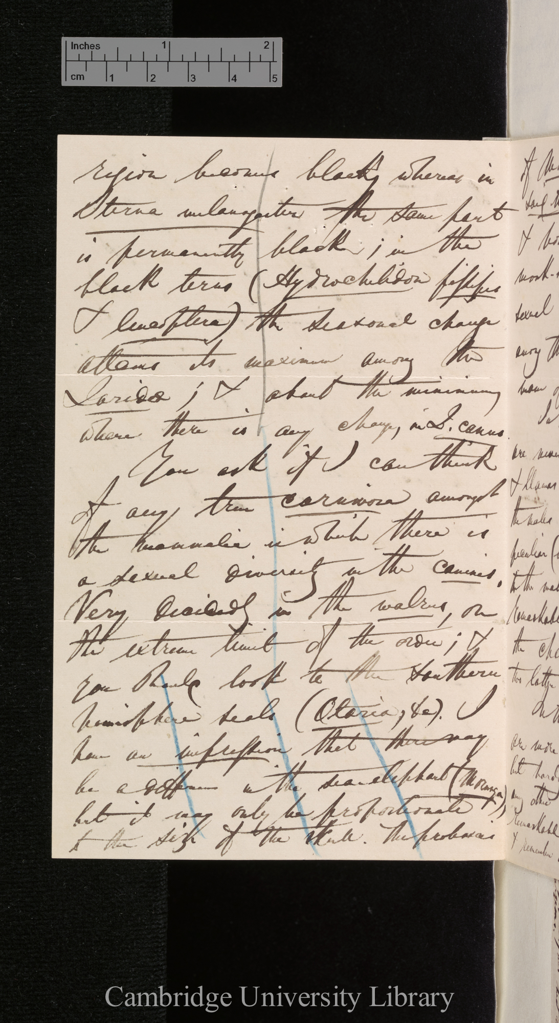 [Edward Blyth] to Charles Robert Darwin