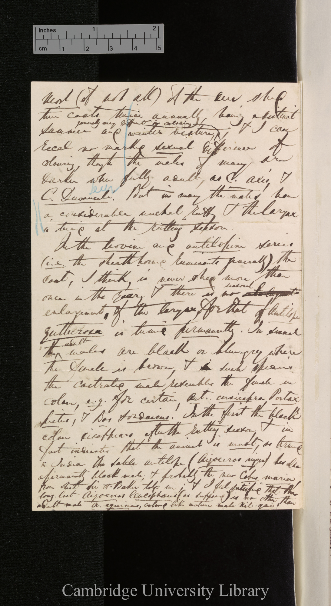 [Edward Blyth] to Charles Robert Darwin