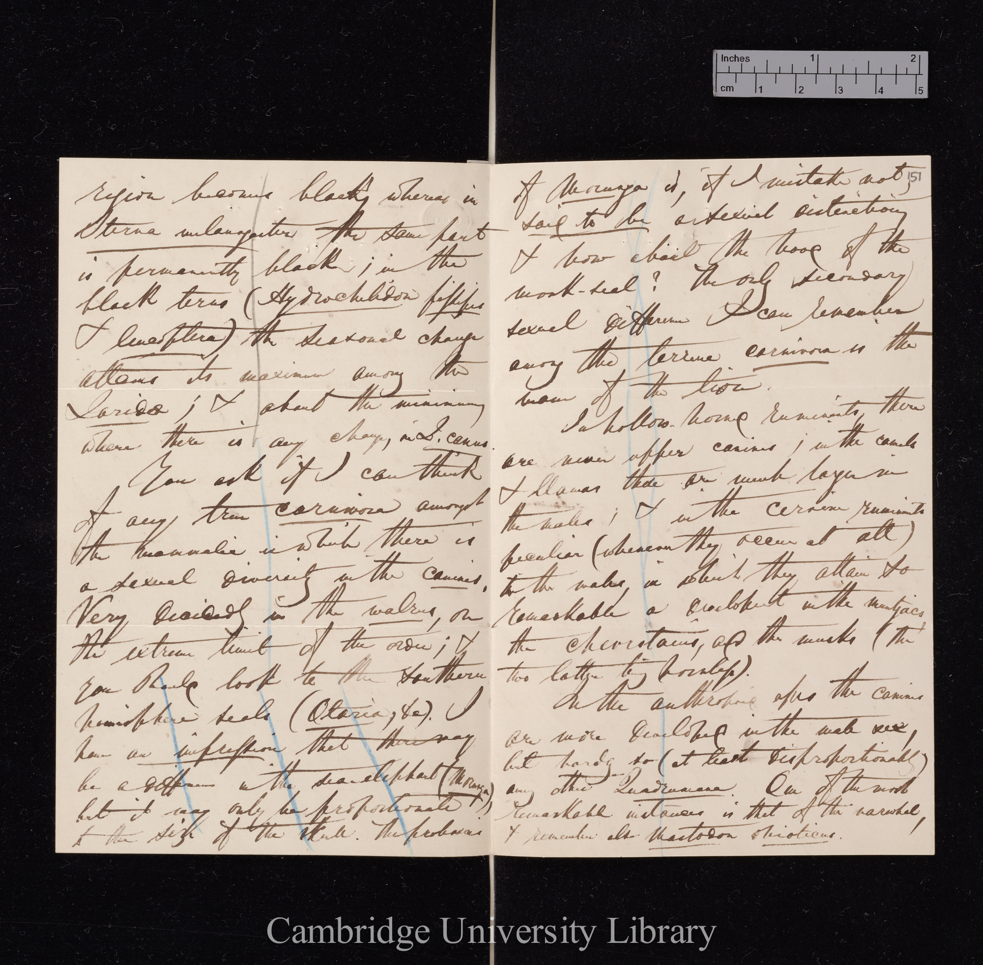 [Edward Blyth] to Charles Robert Darwin