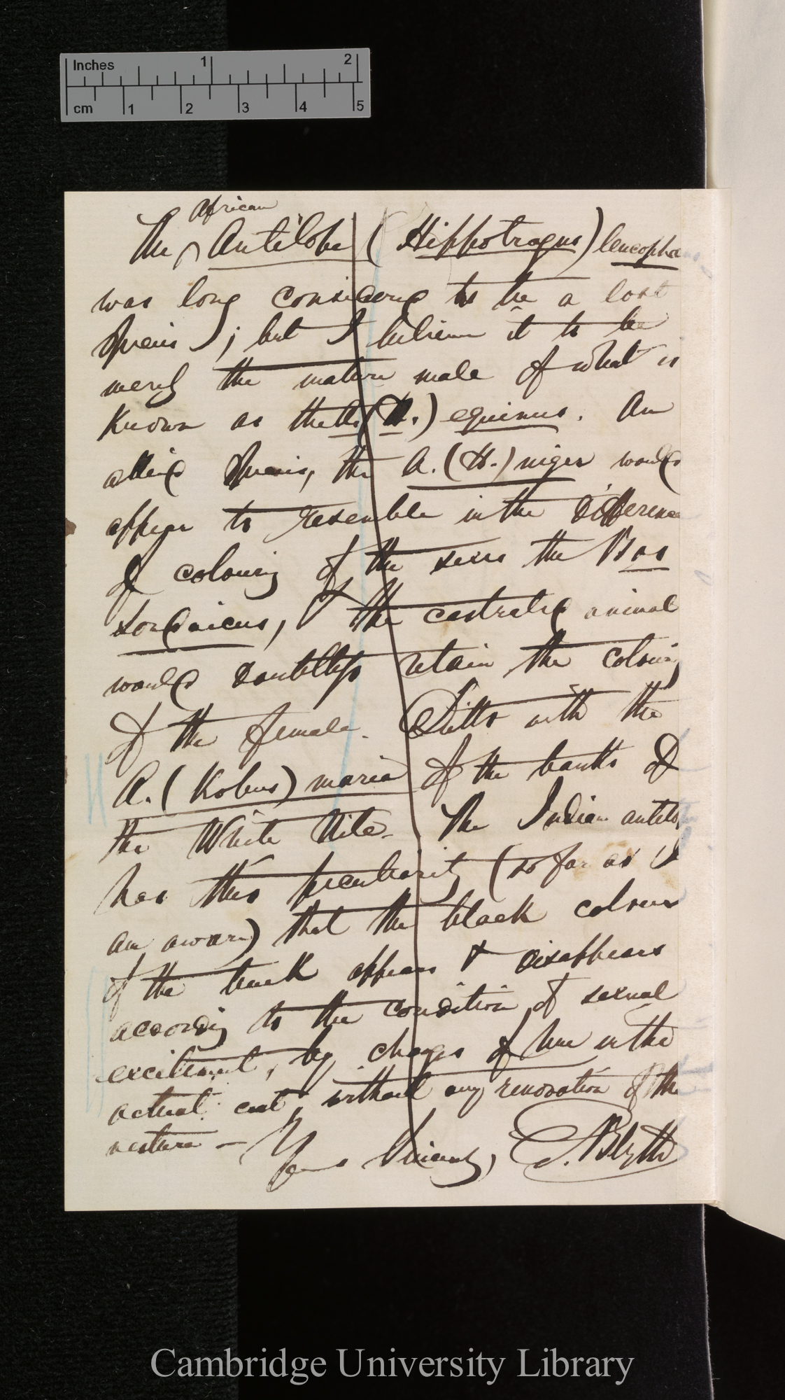 Edward Blyth to Charles Robert Darwin