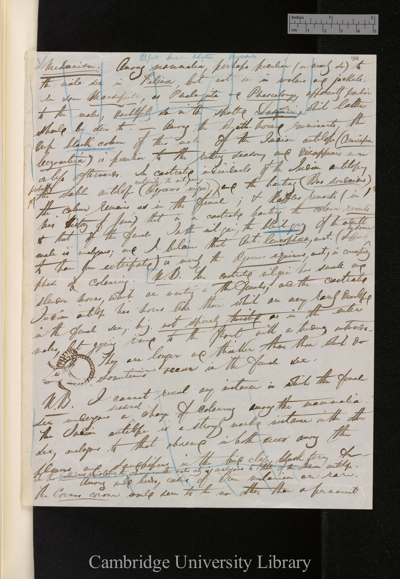 [Edward Blyth] to Charles Robert Darwin