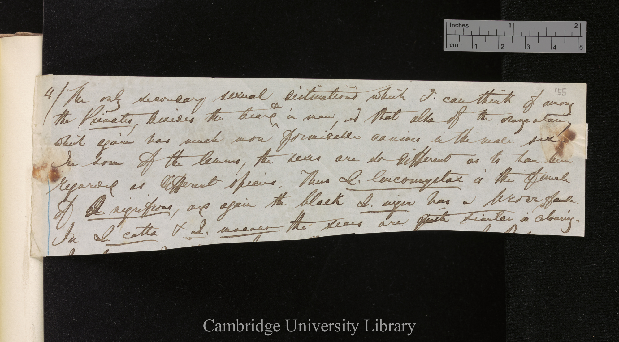 [Edward Blyth] to Charles Robert Darwin