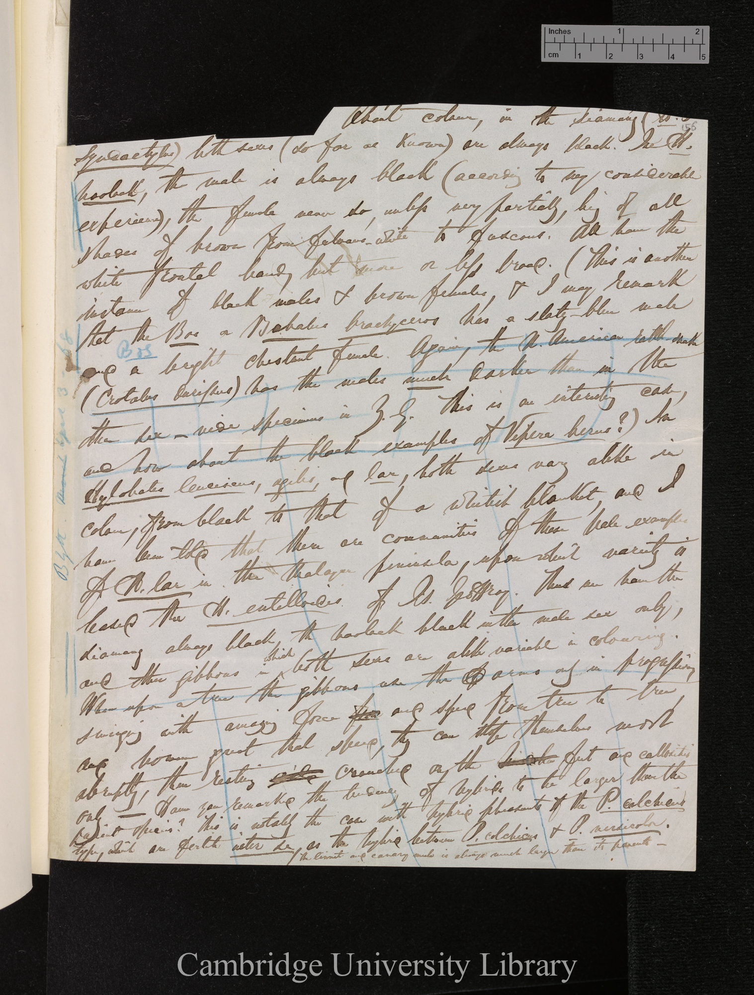 Letter from [Edward Blyth] to Charles Robert Darwin; written at [place unstated]; memo, small part excised