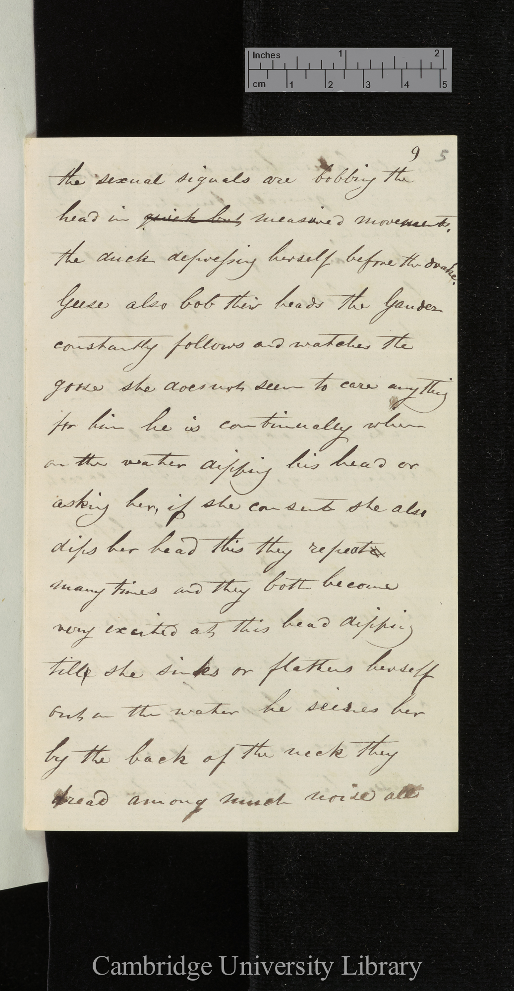 Bernard Philip Brent to Charles Robert Darwin