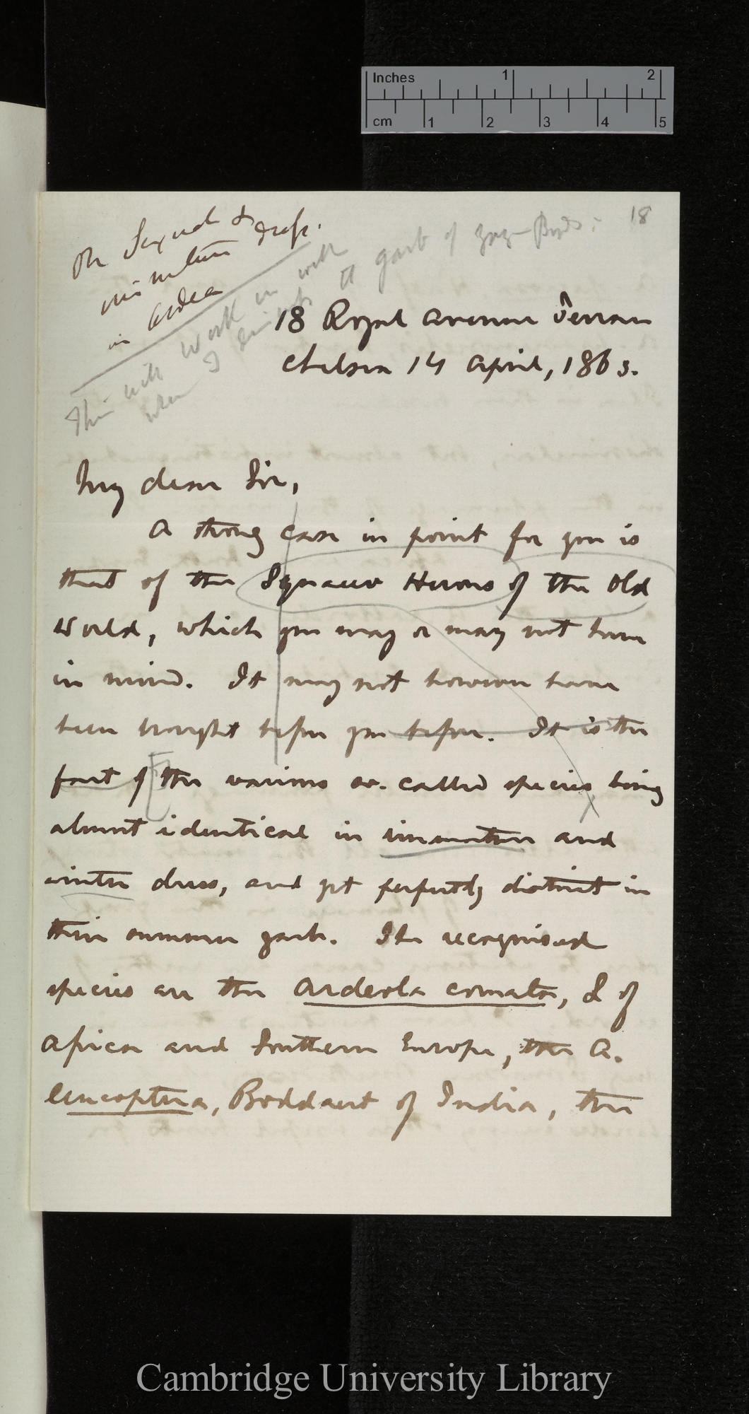 Robert Swinhoe to Charles Robert Darwin