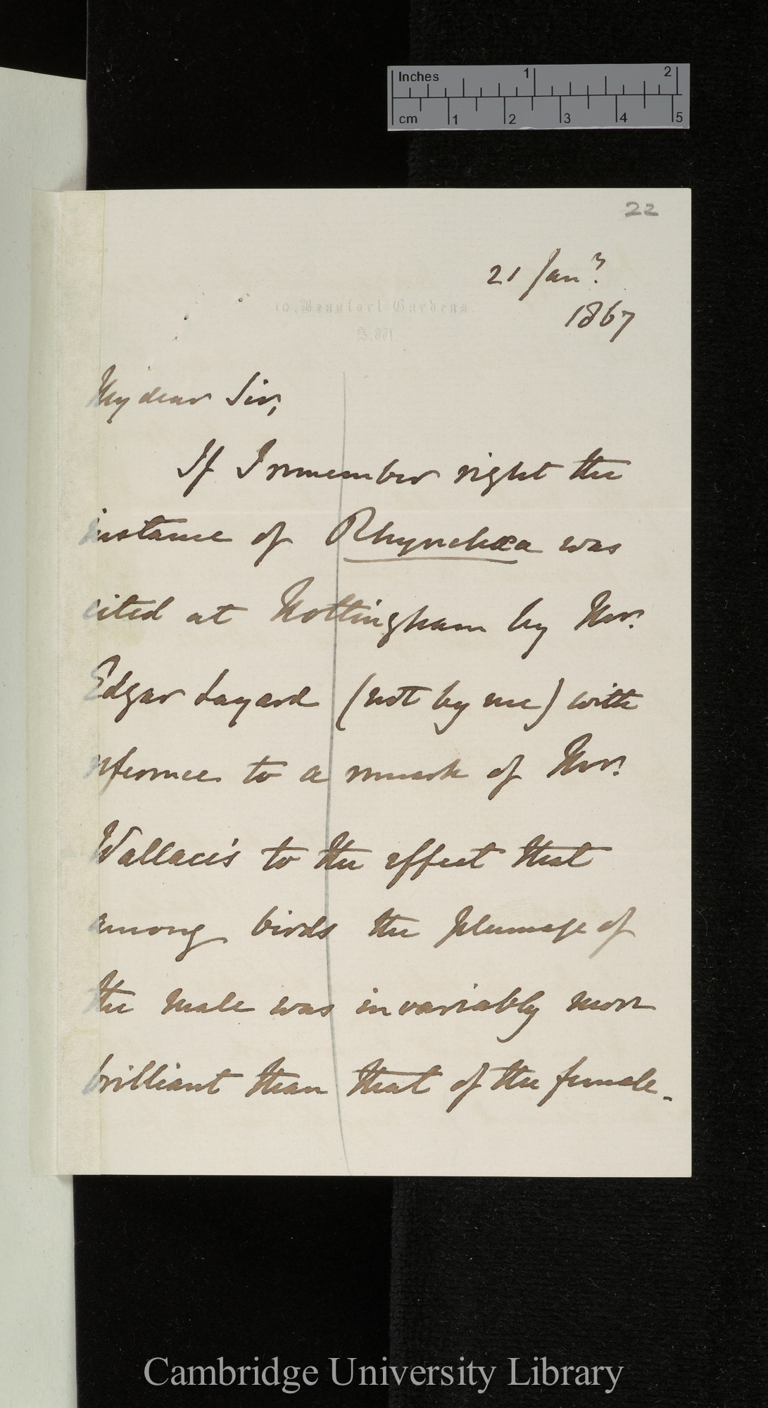 Alfred Newton to Charles Robert Darwin