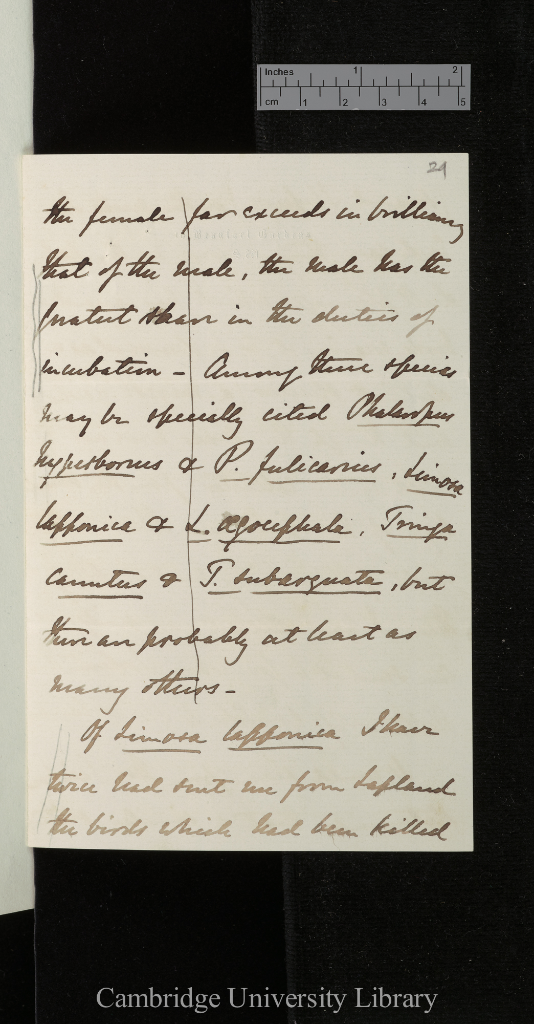 Alfred Newton to Charles Robert Darwin