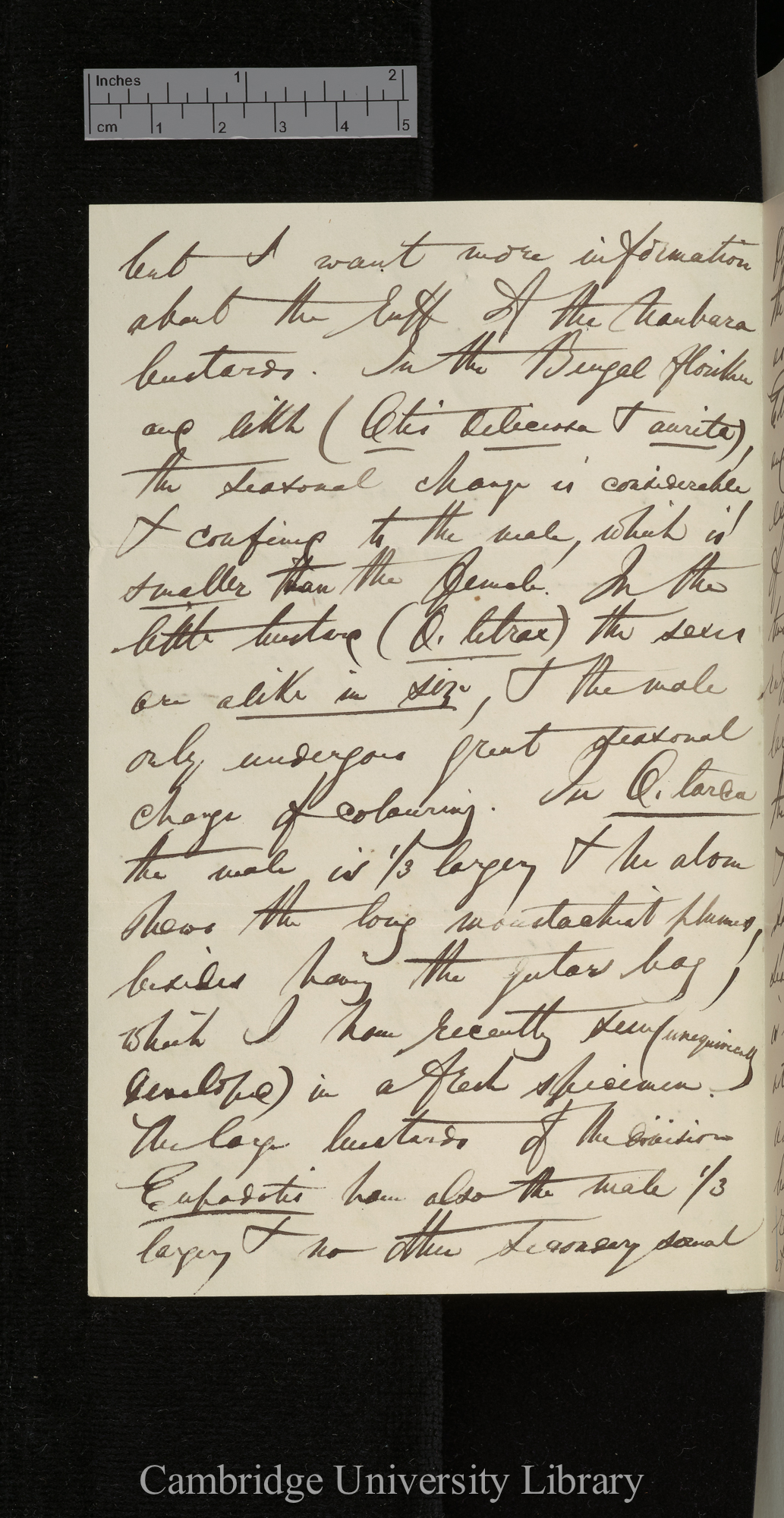 [Edward Blyth] to Charles Robert Darwin