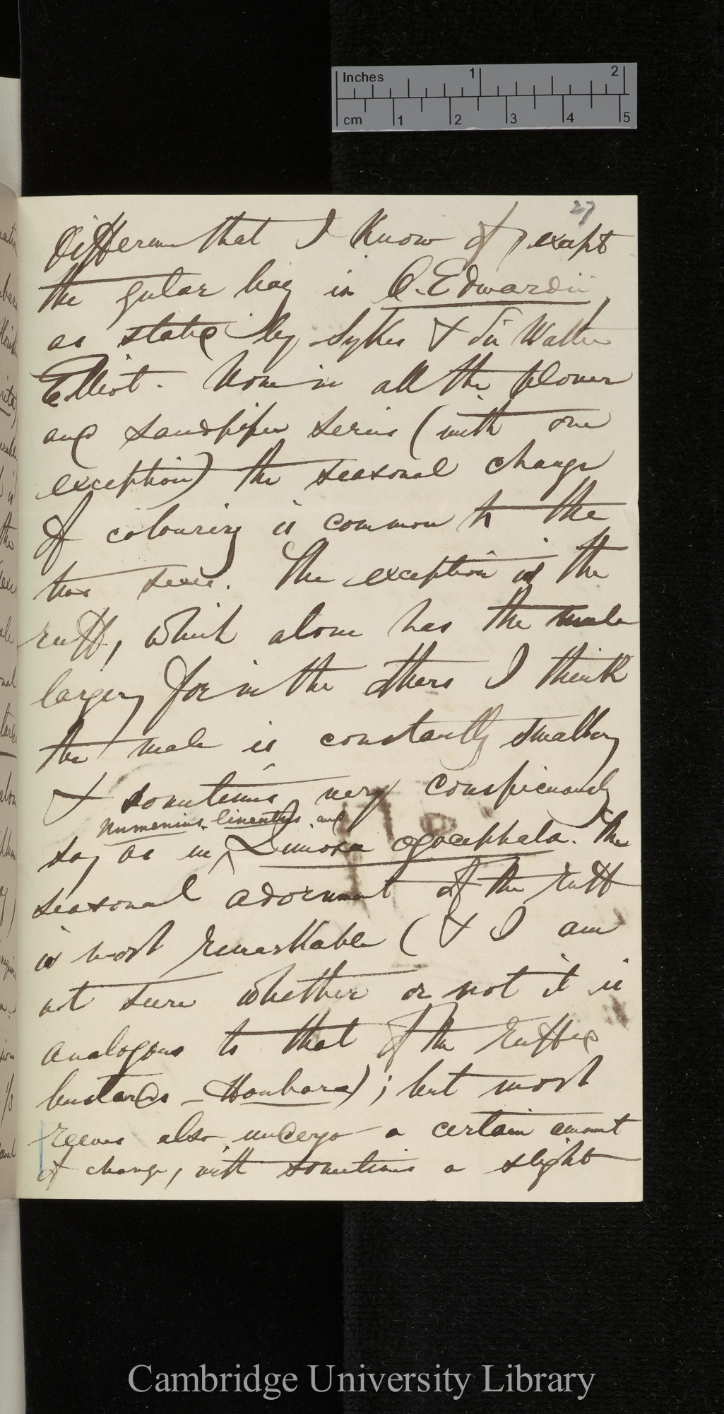 [Edward Blyth] to Charles Robert Darwin