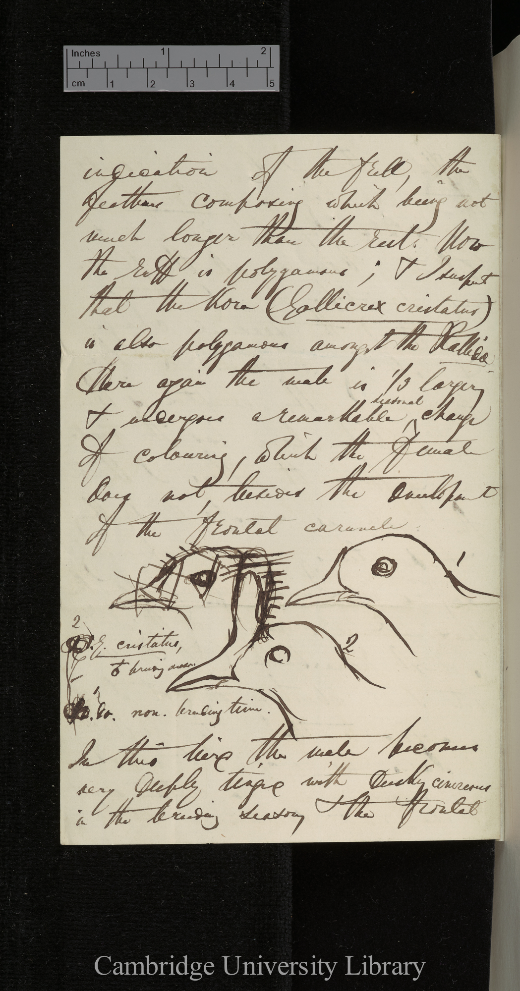 [Edward Blyth] to Charles Robert Darwin