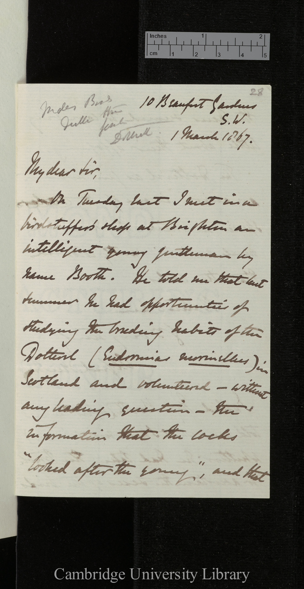 Alfred Newton to Charles Robert Darwin