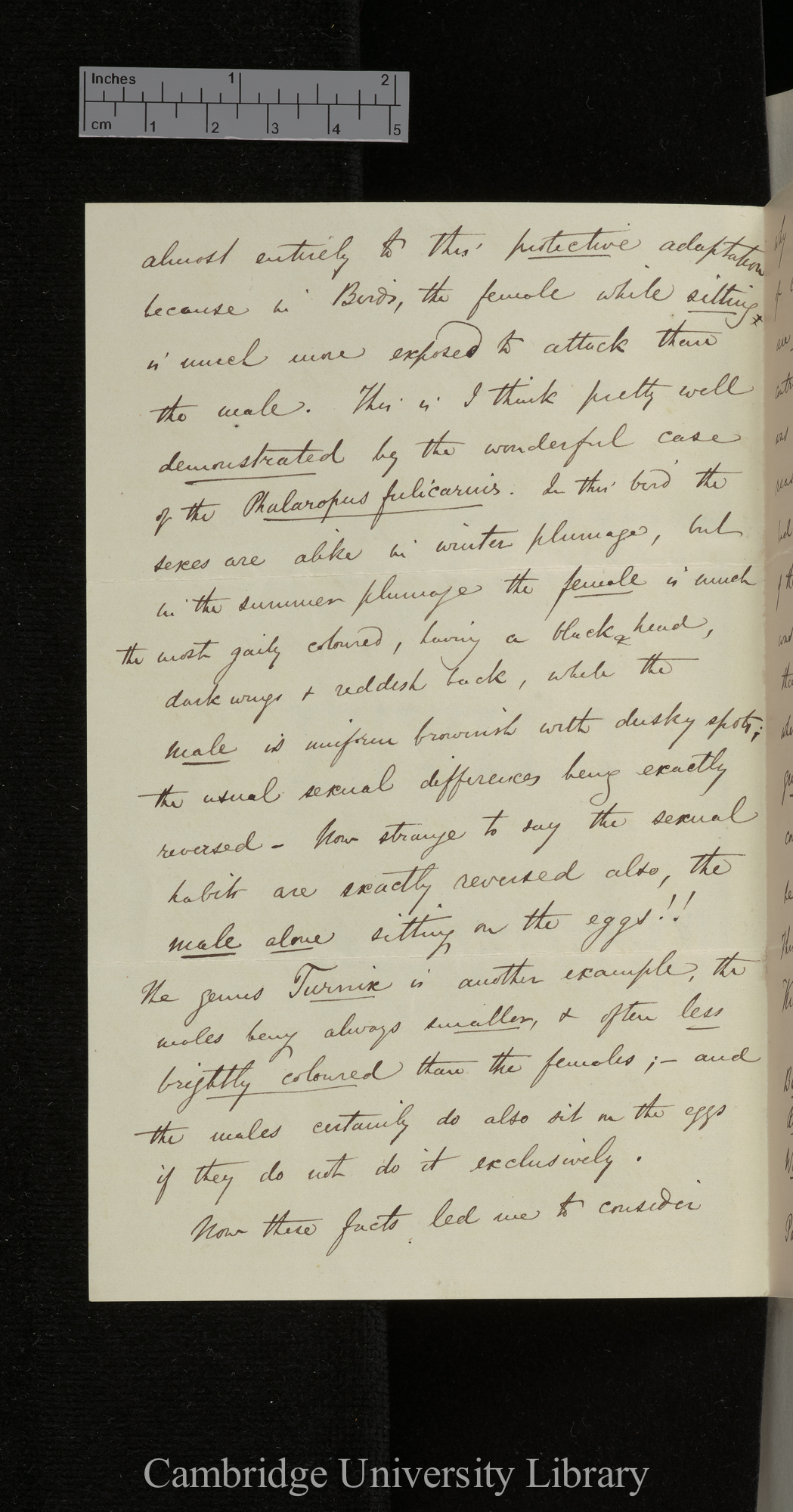 Alfred Russel Wallace to Charles Robert Darwin