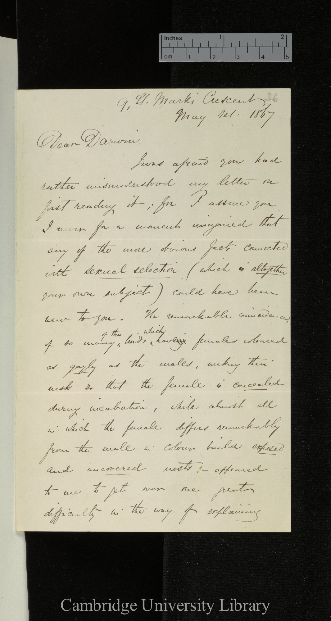 Alfred Russel Wallace to Charles Robert Darwin